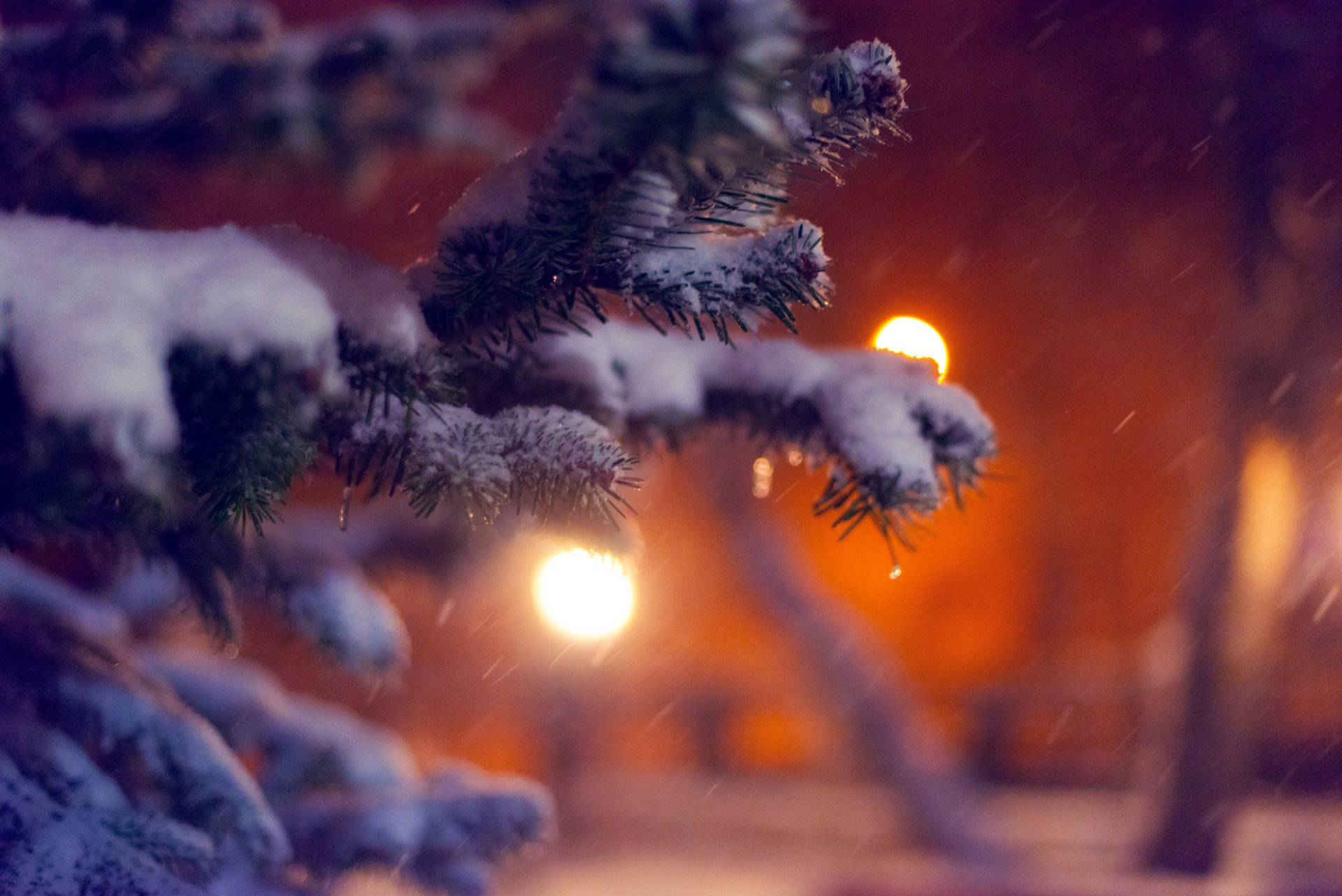 branche neige sapin arbre de noël arbre hiver nature soirée lumières gros plan