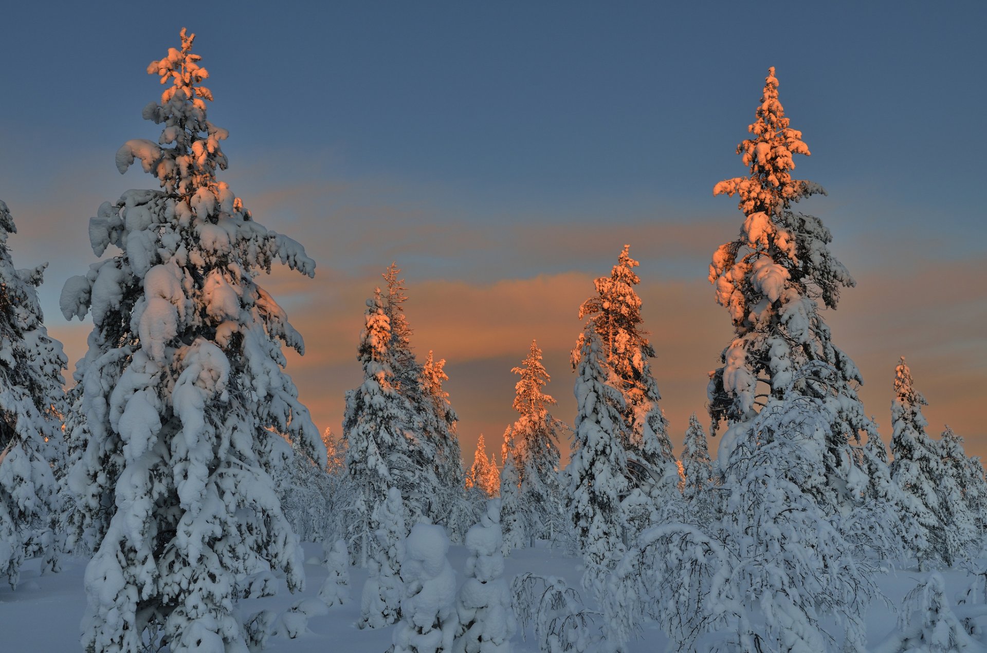 wald weihnachtsbäume schnee winter abend