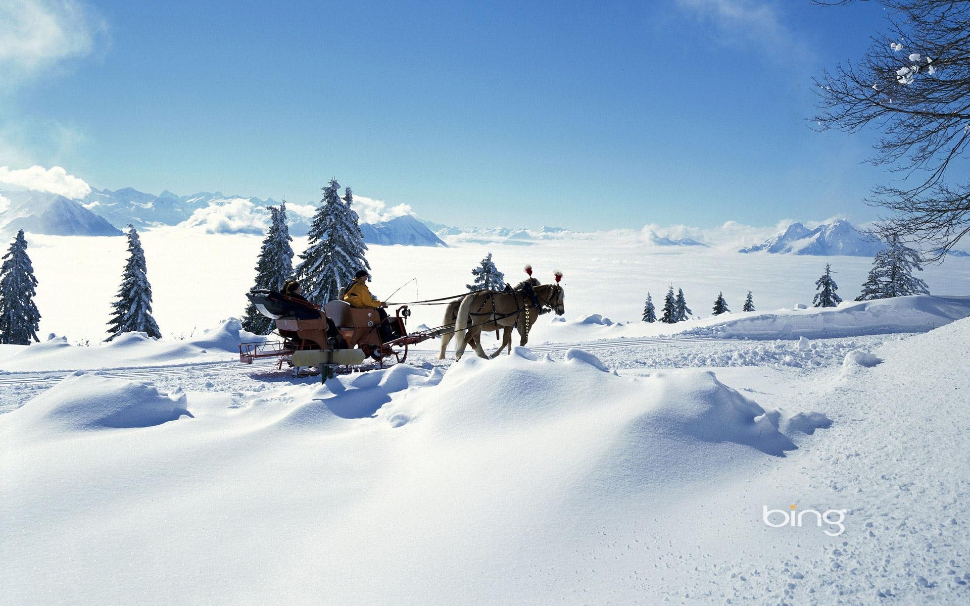 winter snow frost sledge horse people spruce christmas tree light sun weather mood sky clouds mountain horizon