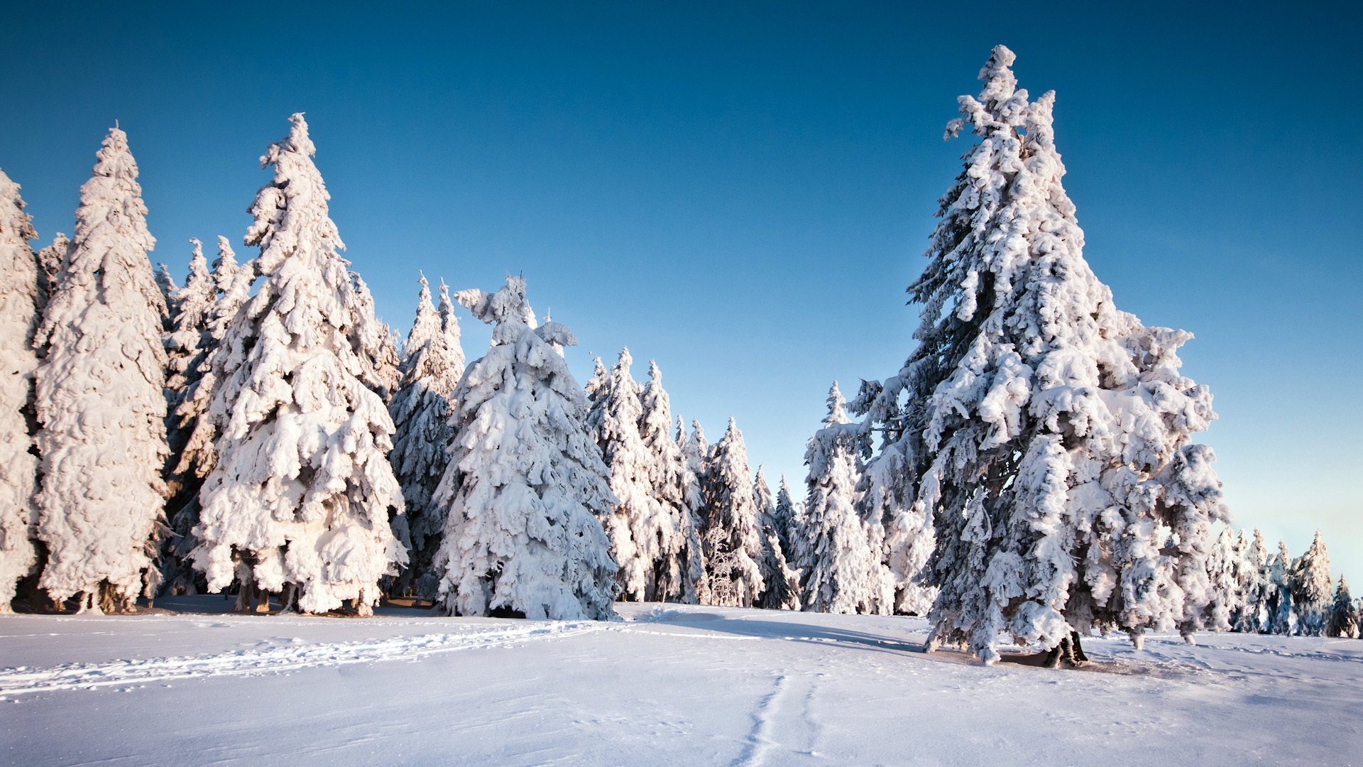 natura alberi inverno neve abete rosso alberi di natale inverno sfondo carta da parati widescreen schermo intero widescreen