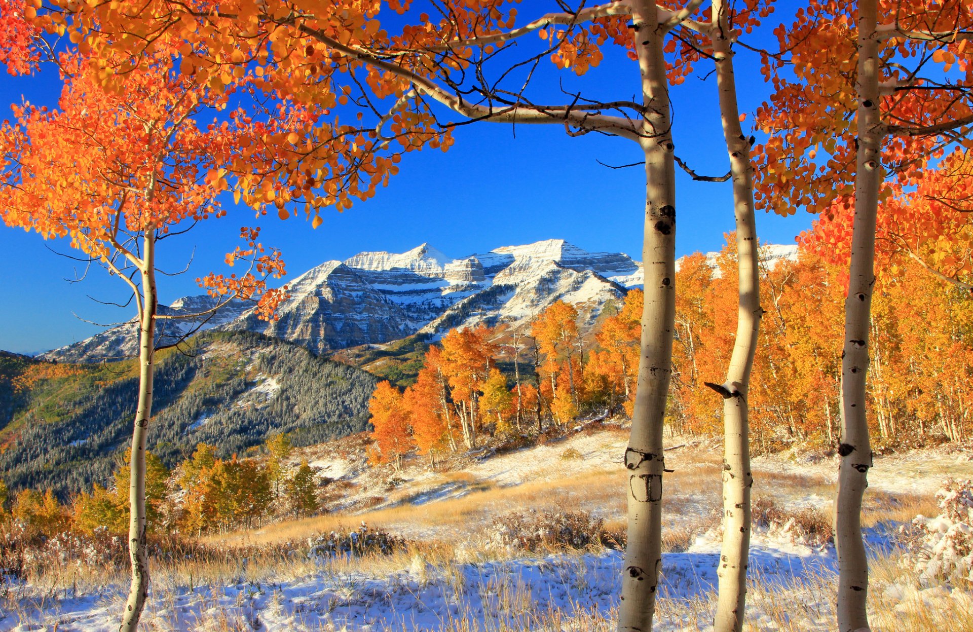 montagnes forêt arbres feuilles jaune automne neige