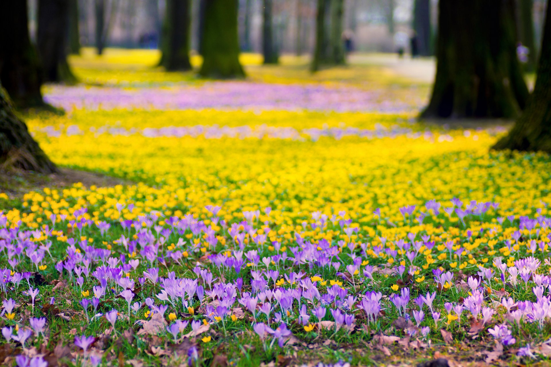 krokusse flieder blumen gelb park bäume natur frühling