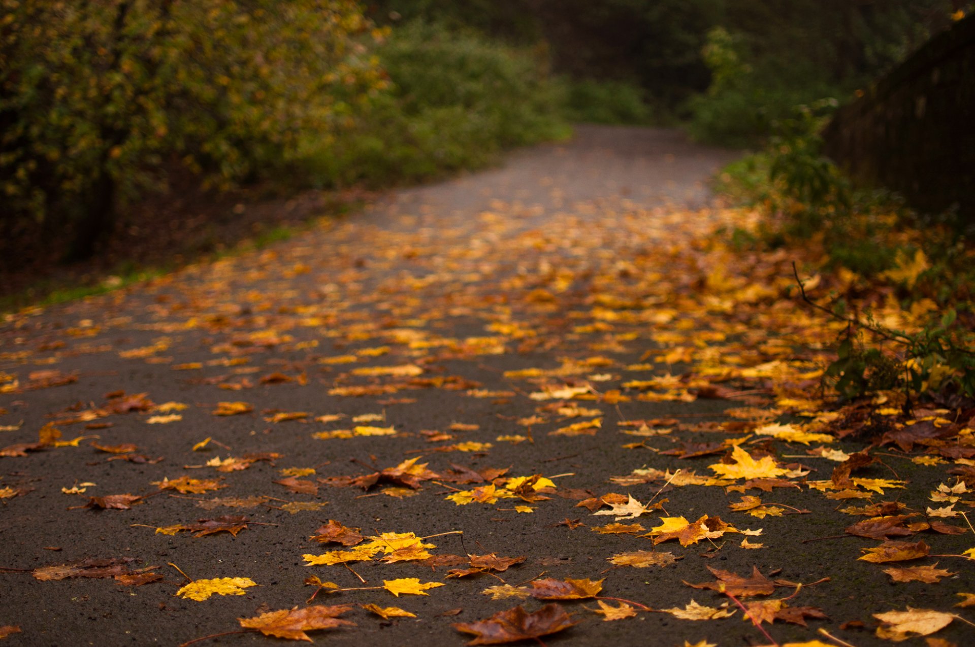 route asphalte feuilles jaune arbres automne nature