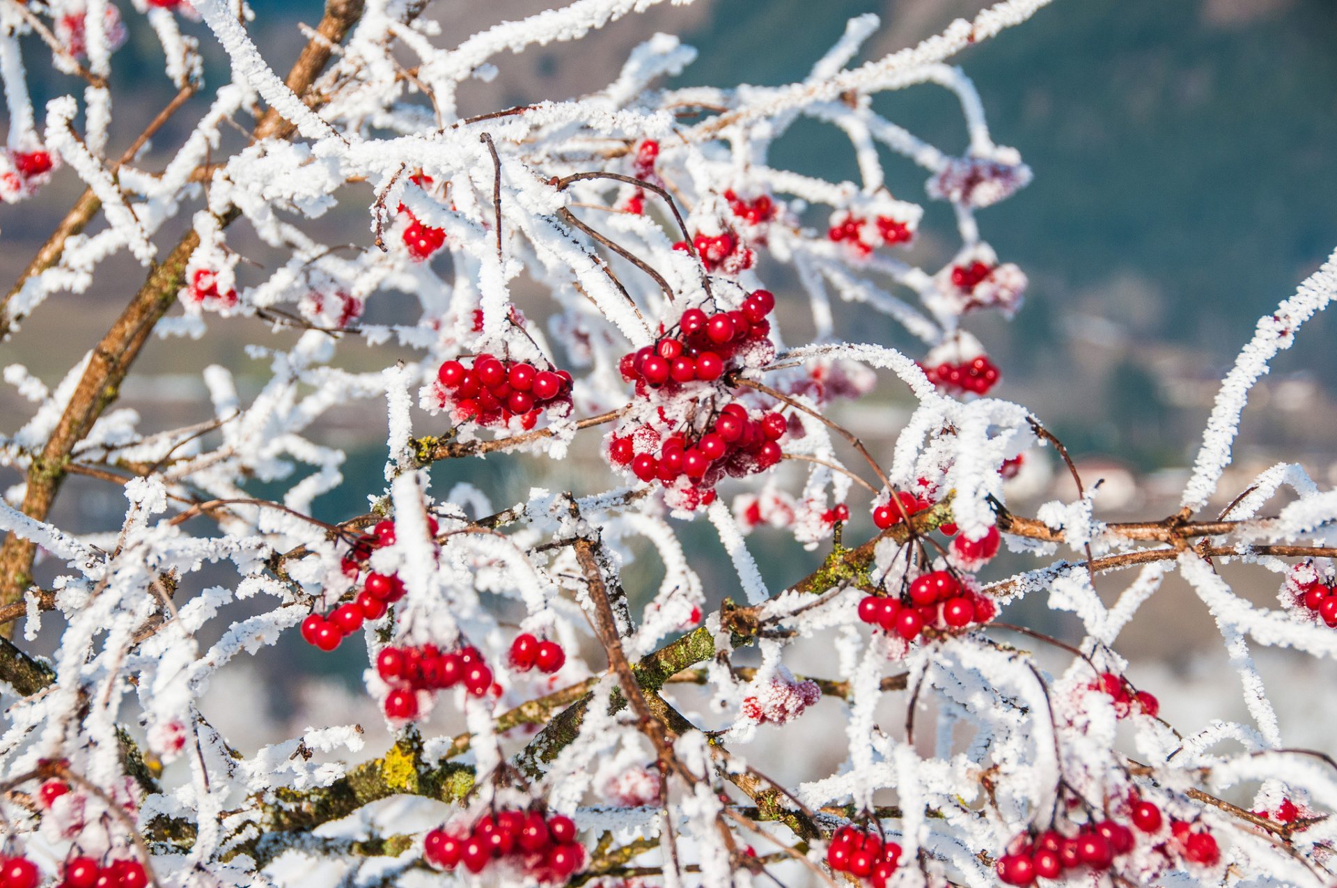 berries red branches winter snow nature