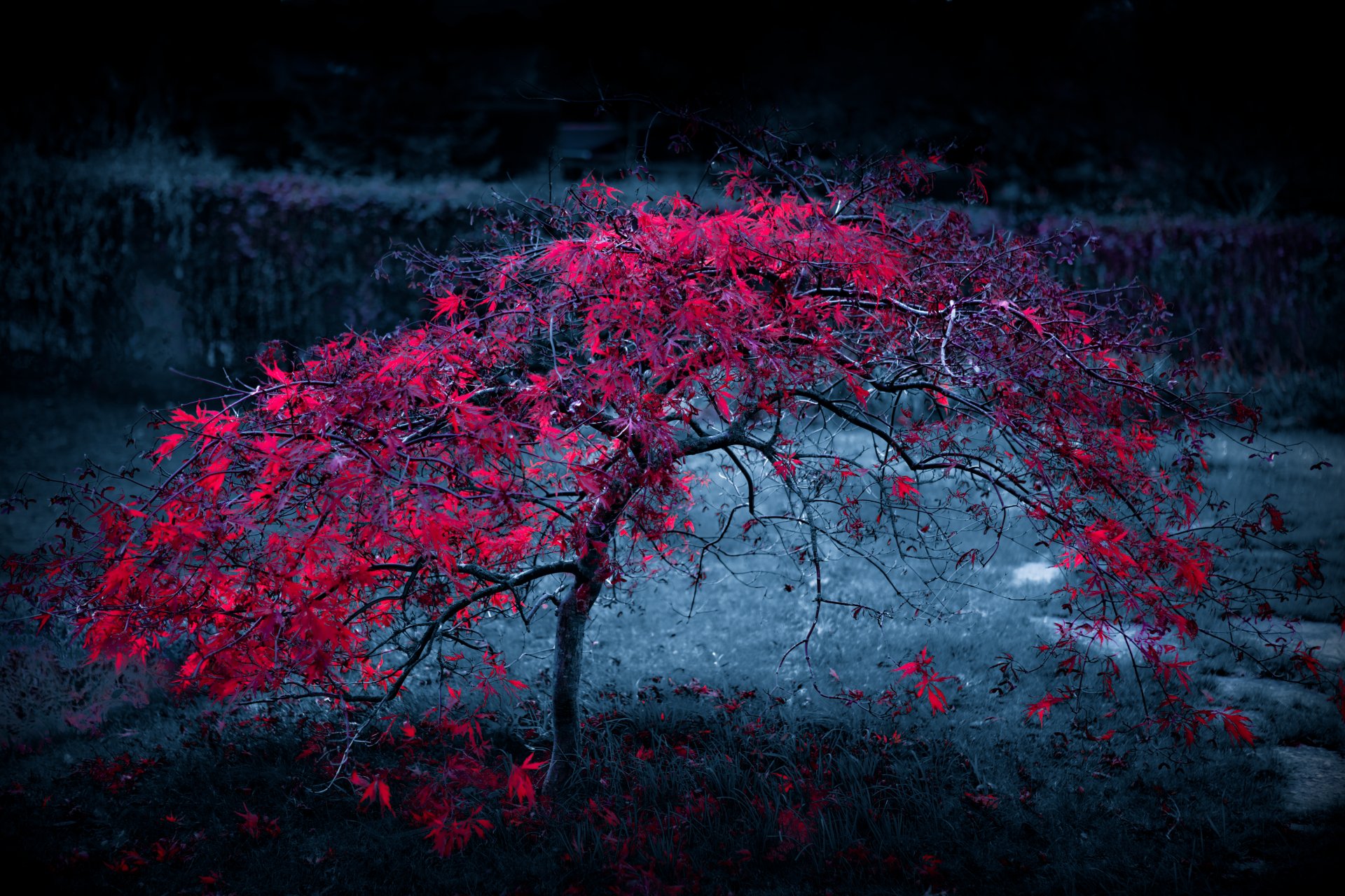 baum blätter nebel licht purpurrot herbst