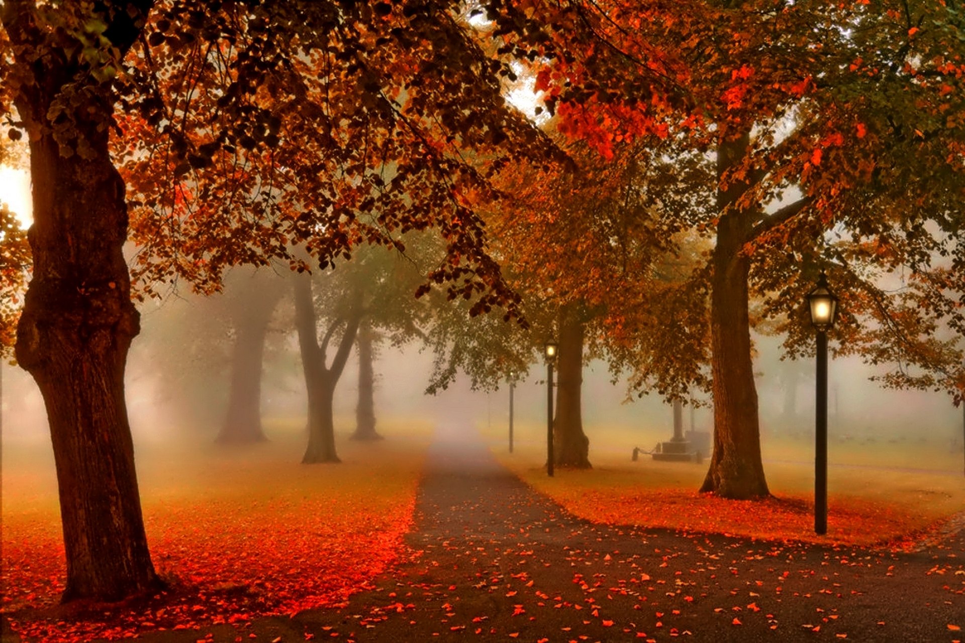 autumn sunset light nature park tree leaves alley view walk trees light