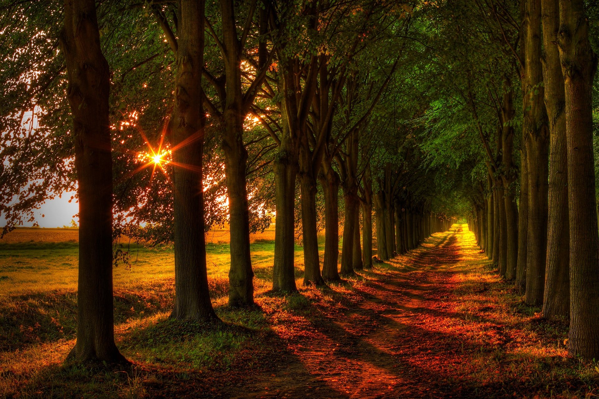 natur wald feld bäume blätter bunt straße herbst herbst farben zu fuß