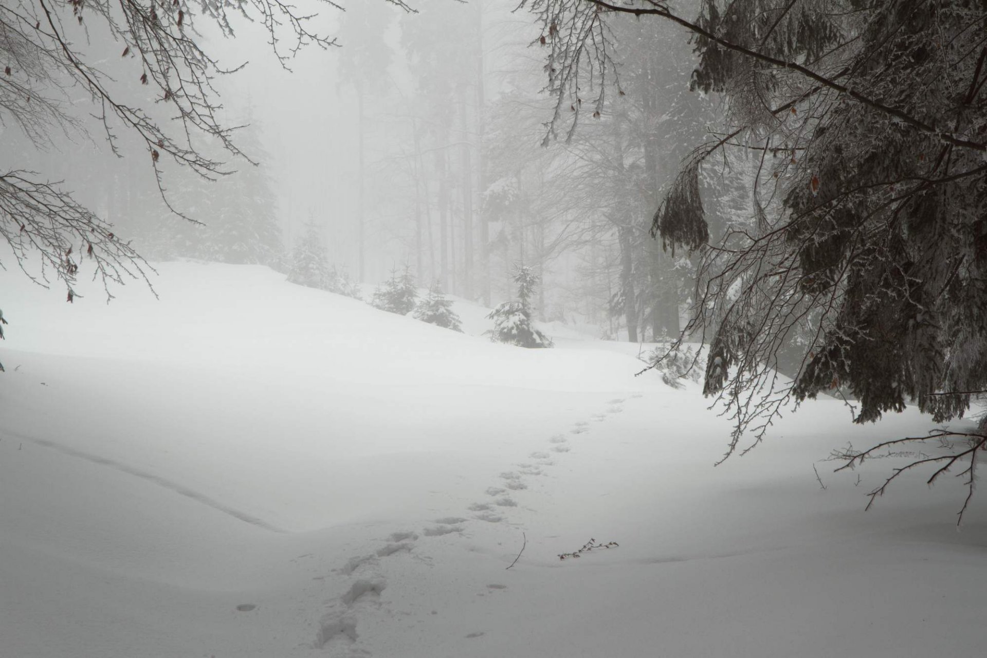 nieve bosque invierno naturaleza república checa šumava plesná