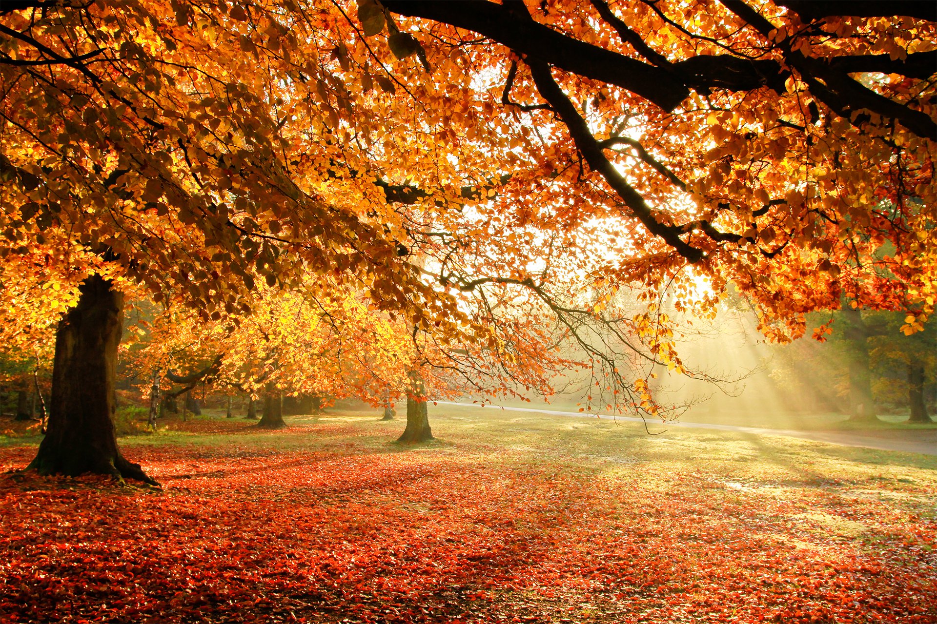 natur herbst bäume laub licht