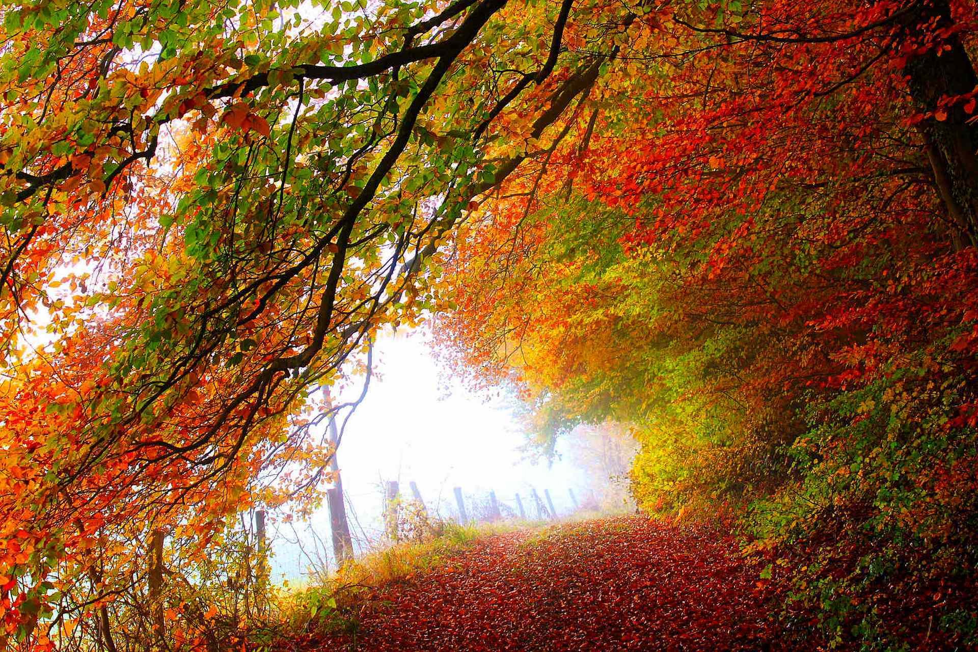 natura foresta parco alberi foglie colorato strada autunno caduta colori passeggiata