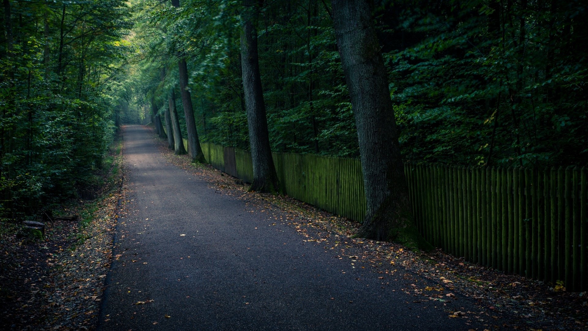 nature trees tree path path leaves leaves background wallpaper widescreen fullscreen widescreen widescreen