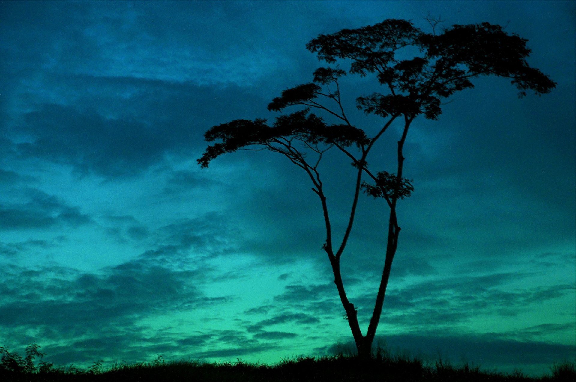 natura albero alberi alberello foglie tronco silhouette vegetazione cielo nuvole sfondo carta da parati widescreen a schermo intero widescreen widescreen