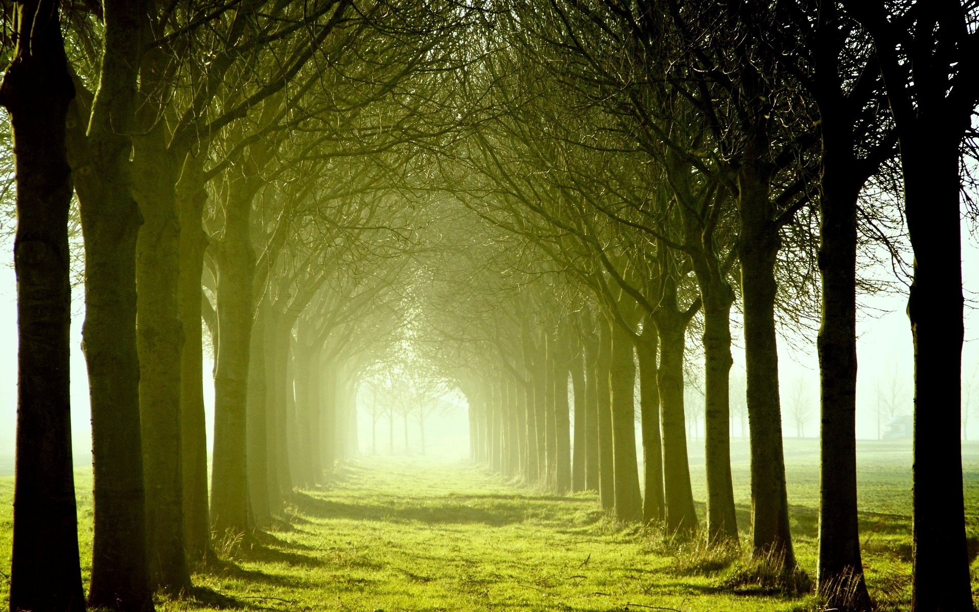 nature arbres arbre feuilles vert prairie herbe soleil jour joliment folioles dimanche arrière-plan papier peint grand écran plein écran écran large