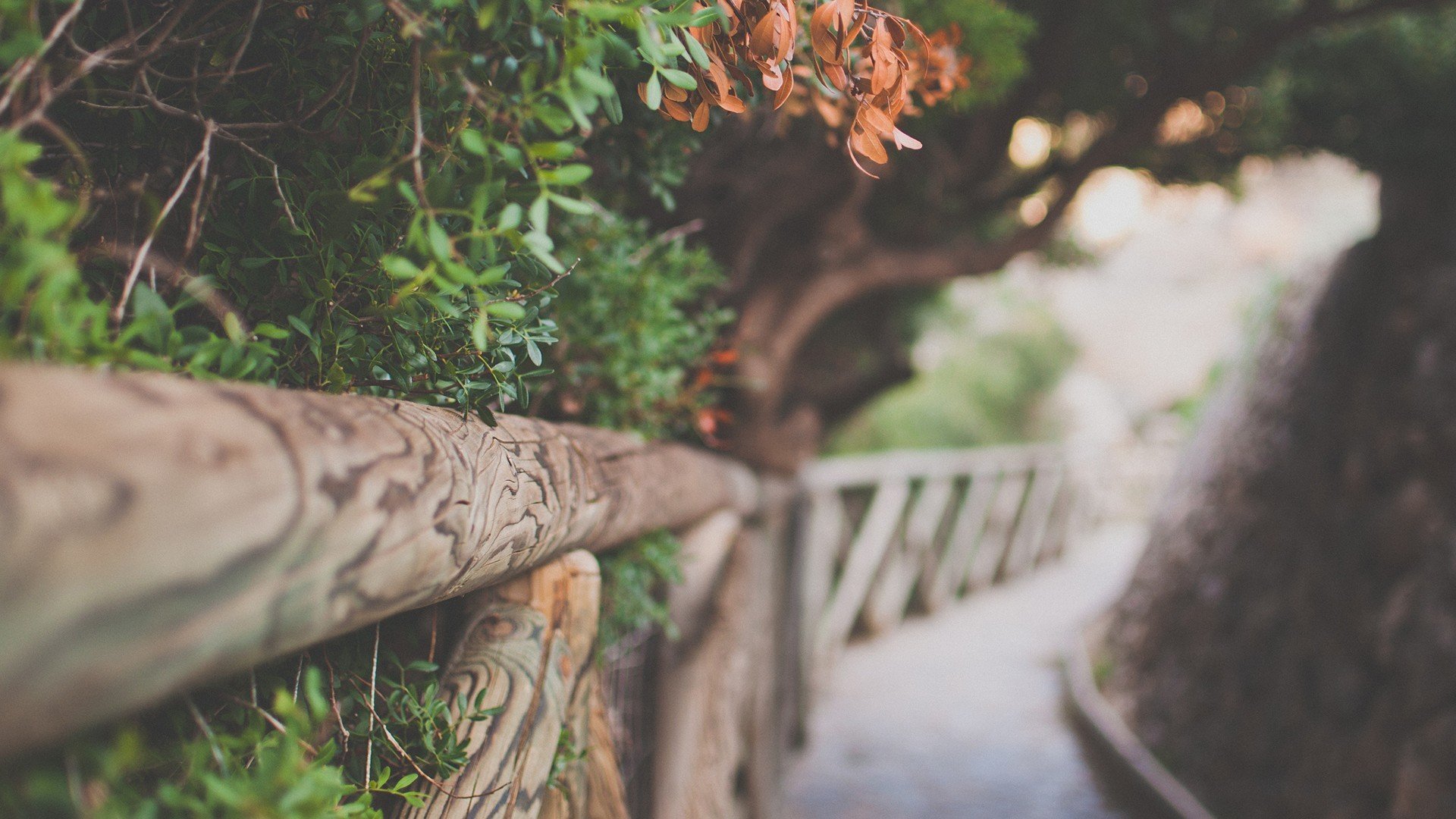 nature tree foliage leaves path fence background wallpaper