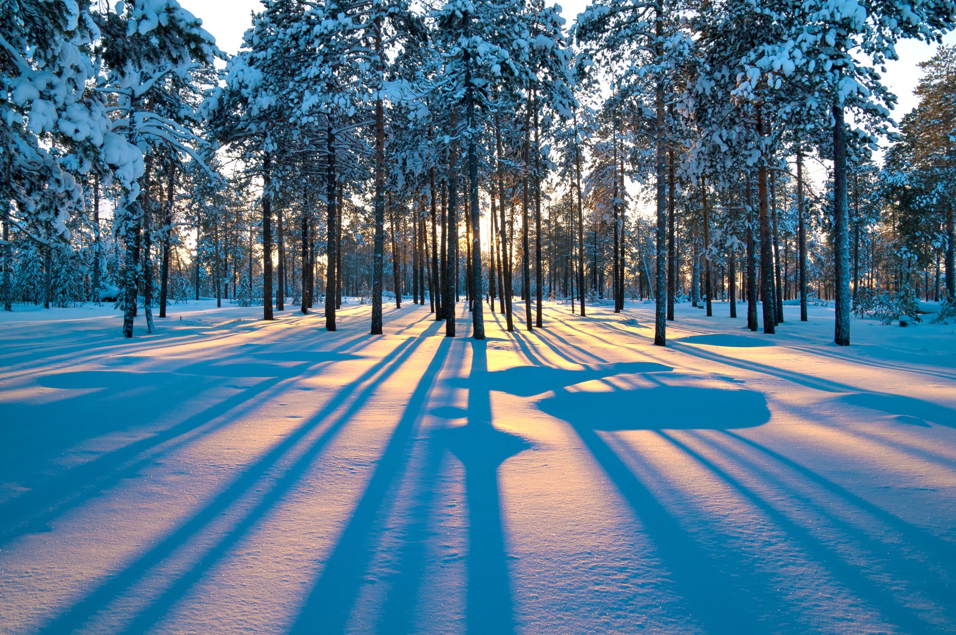 amanecer invierno árboles bosque