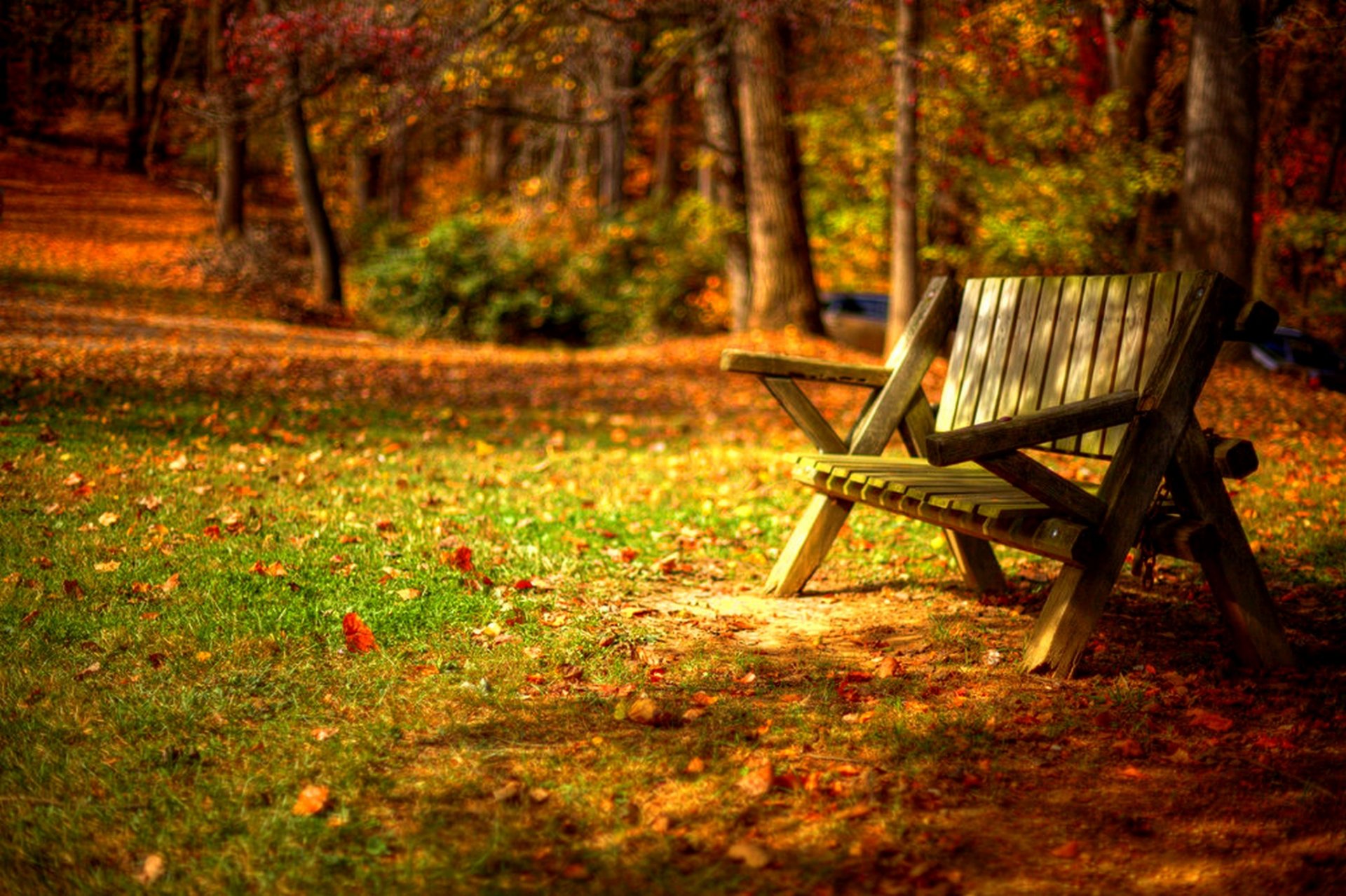 leaves trees forest park grass road colors autumn walk hdr nature bench tree