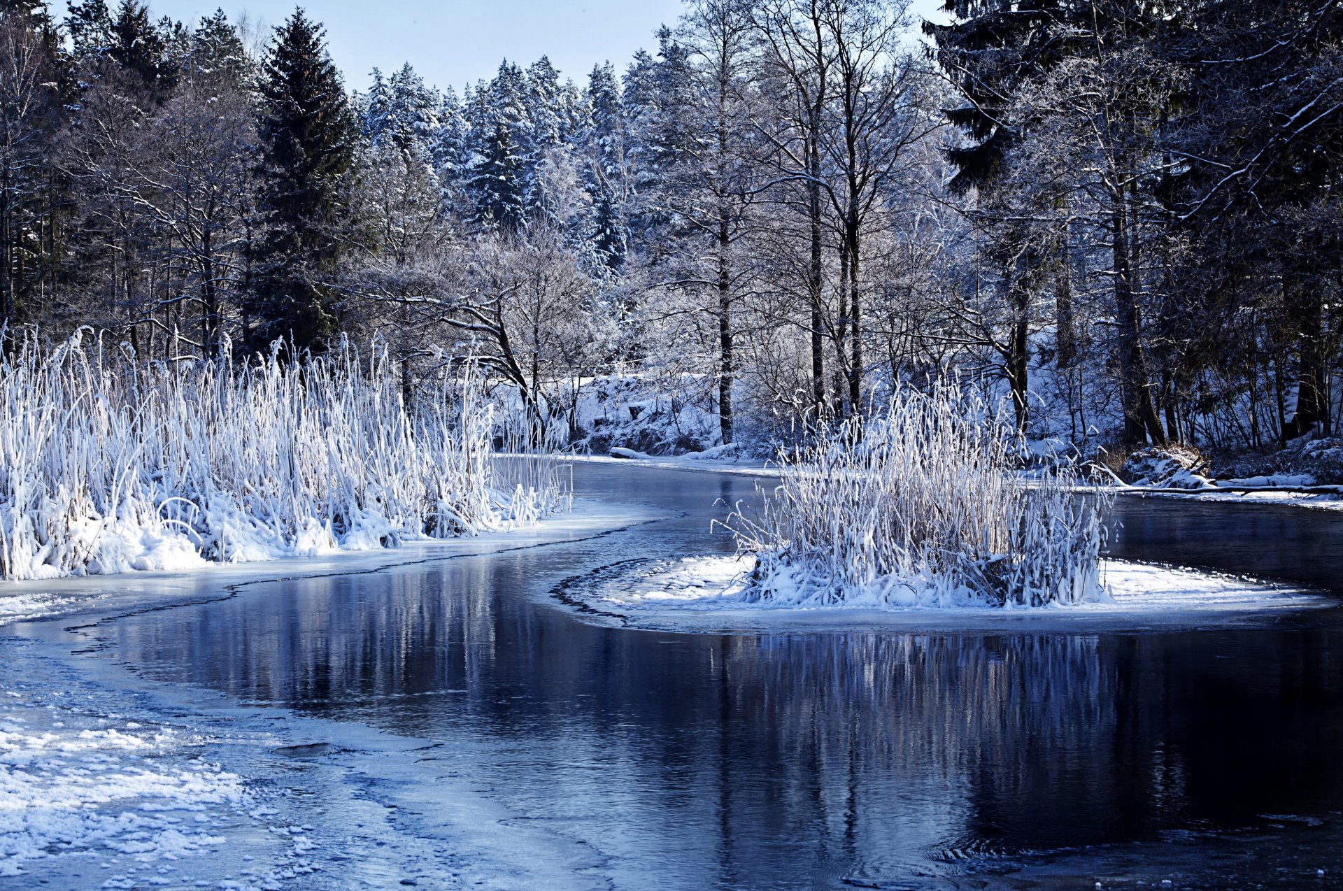 hiver nature forêt lac eau neige arbres buissons