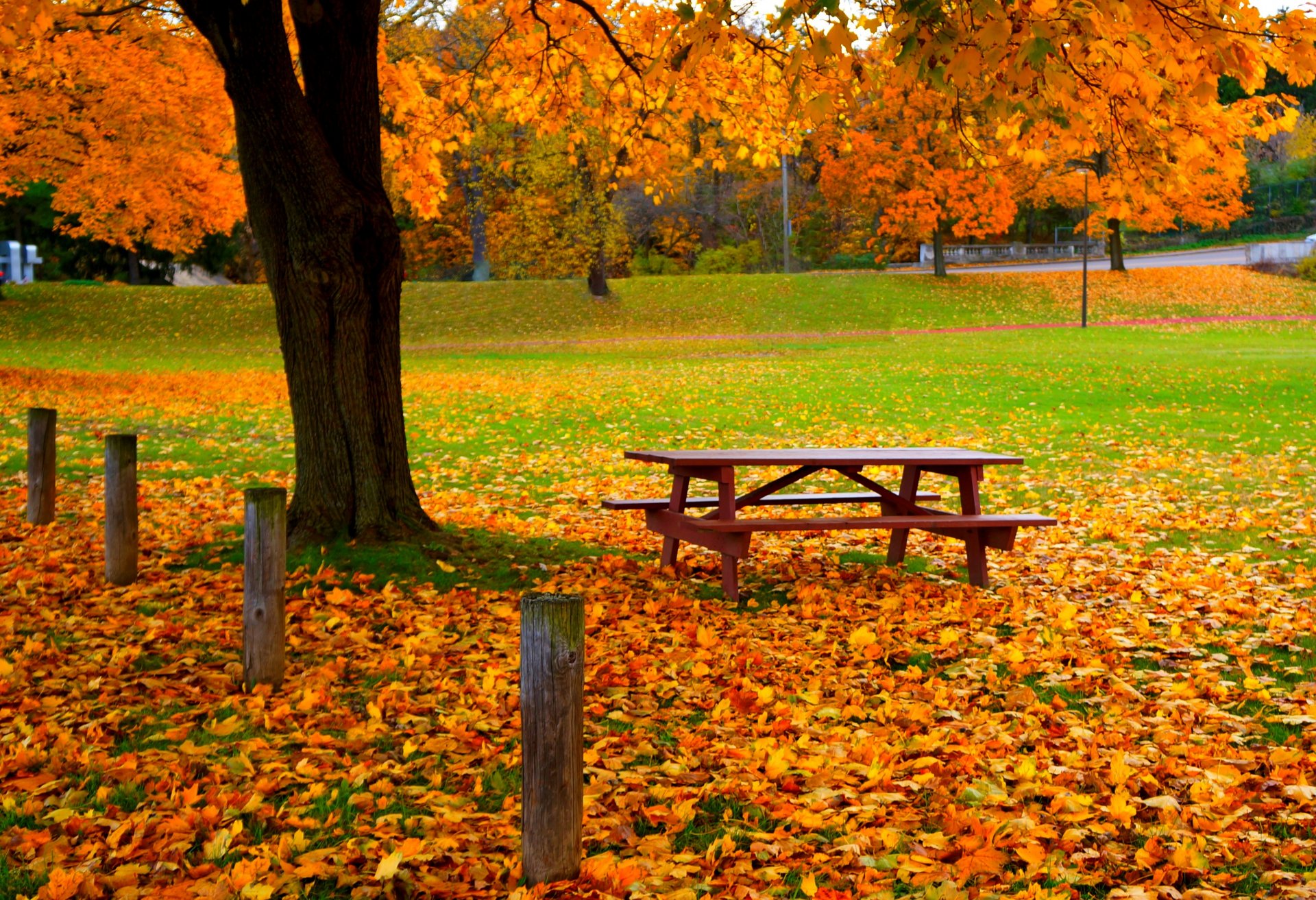 leaves trees forest park grass road colors autumn walk hdr nature bench tree street