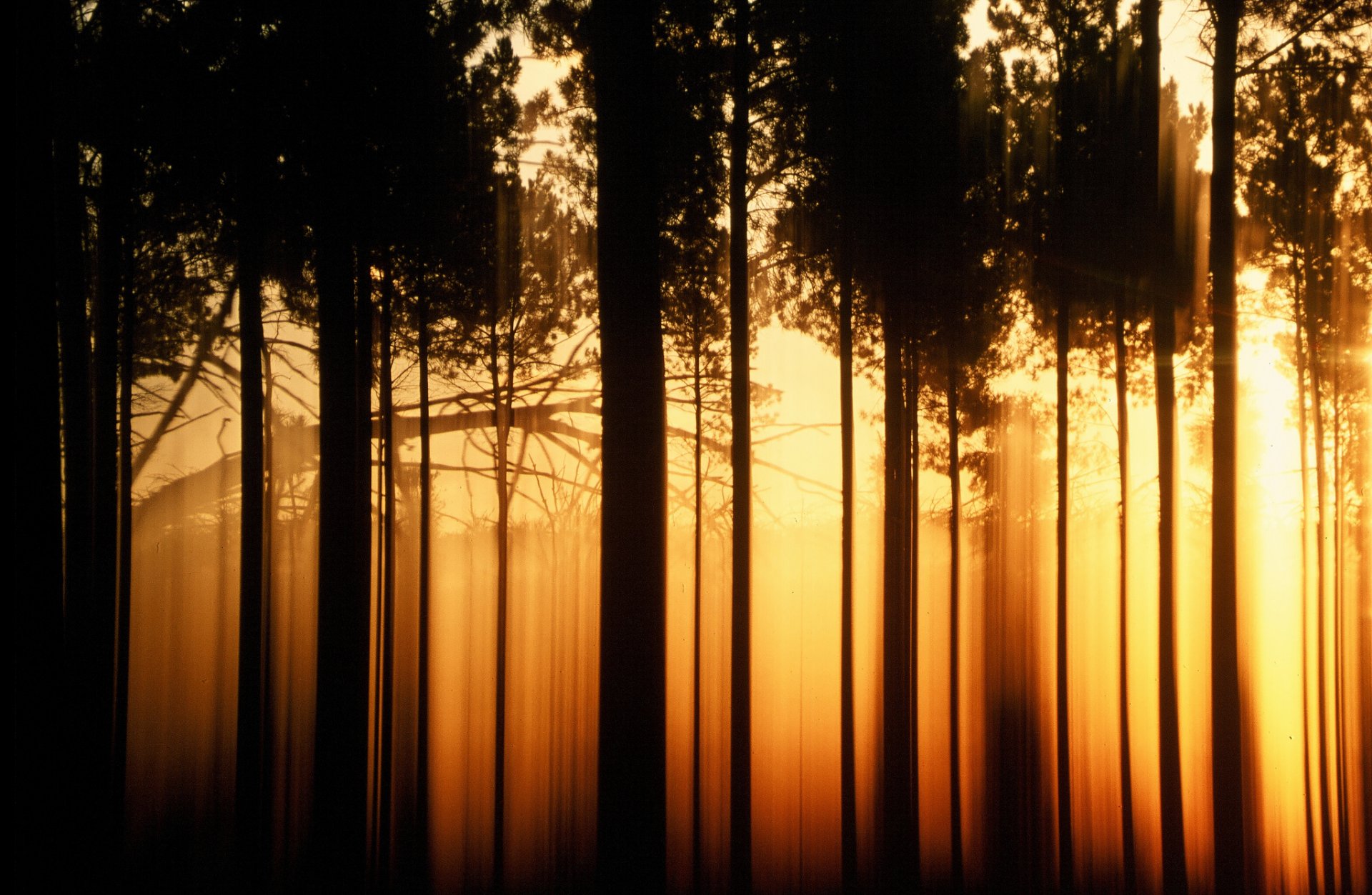 nature paysage arbre arbres noir orange ombre soirée fond papier peint écran large plein écran écran large écran large