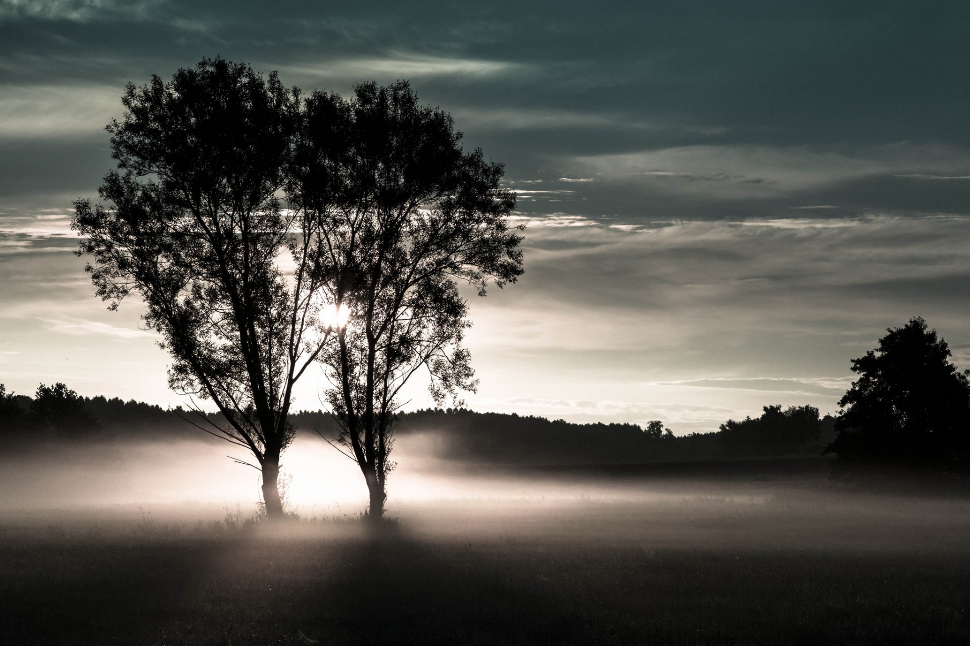 forêt champ arbres deux brouillard