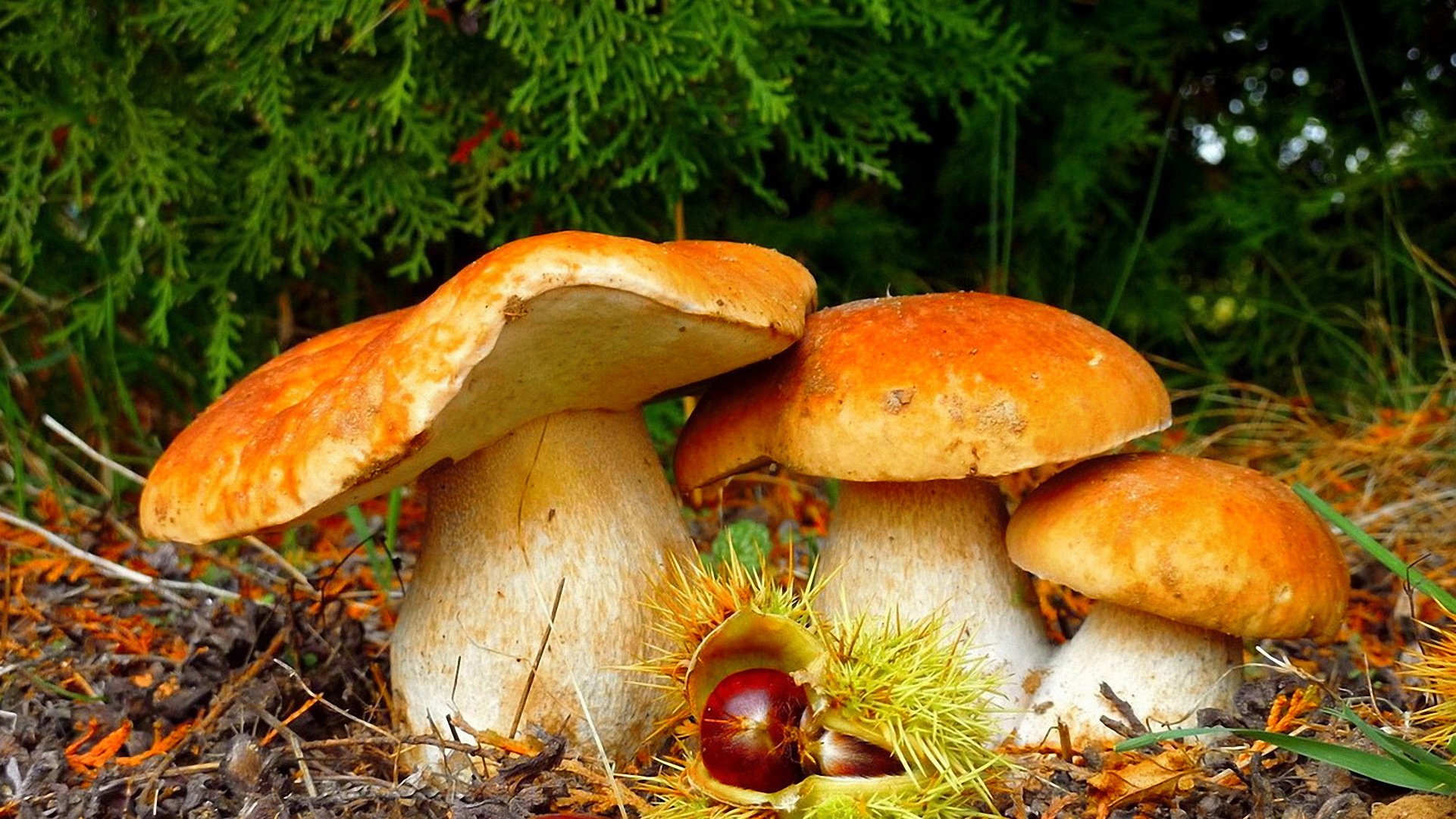 forêt champignons beauté