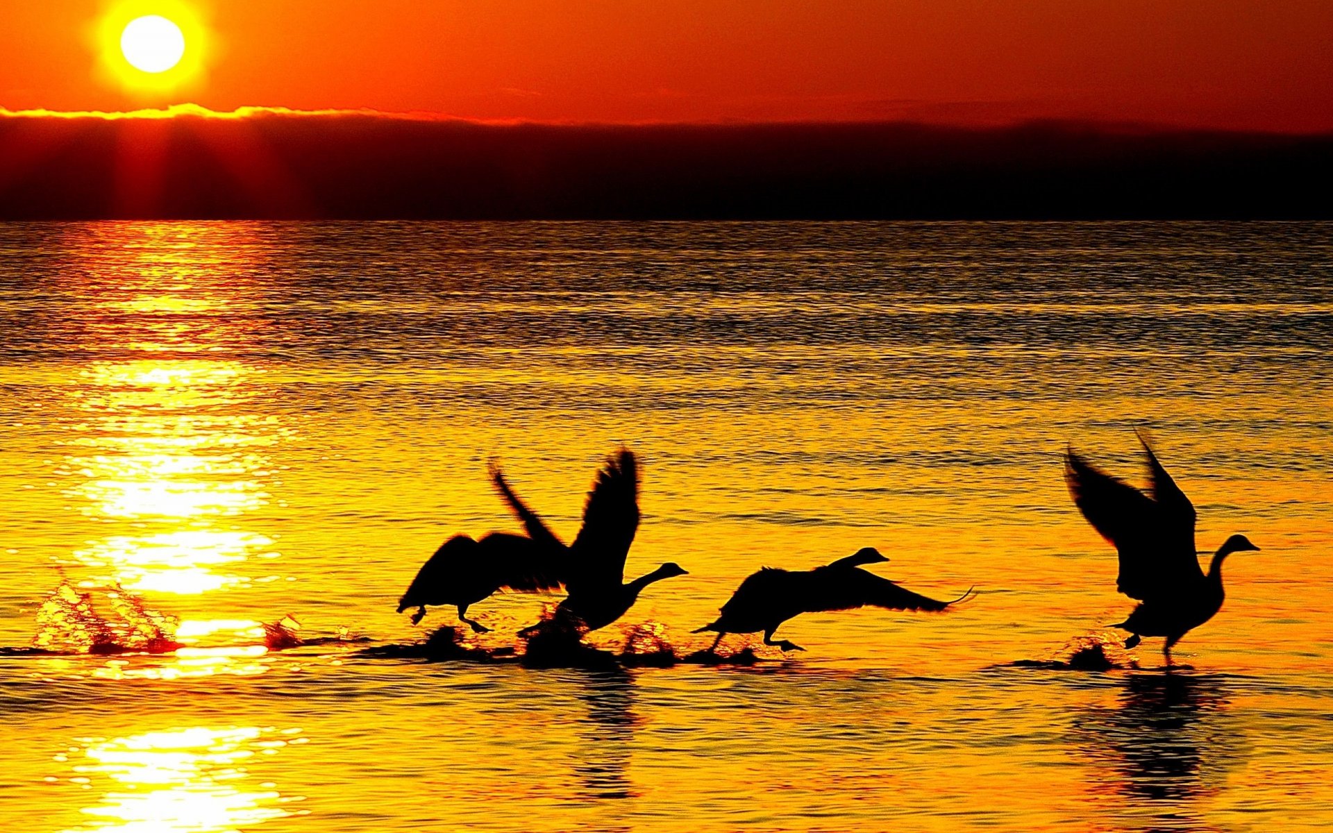 natur gänse schwäne silhouetten meer fluss wasser reflexion wellen sonne sonnenuntergang hintergrund tapete widescreen vollbild widescreen