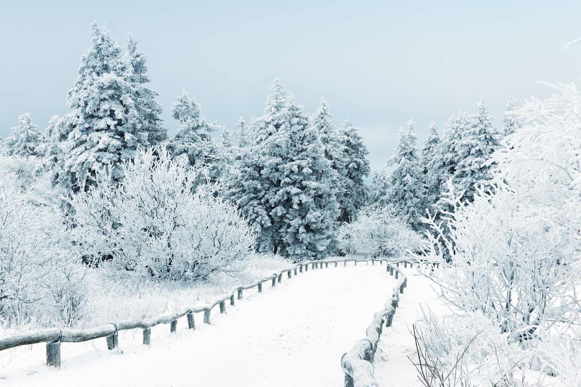 nature paysage hiver neige arbres