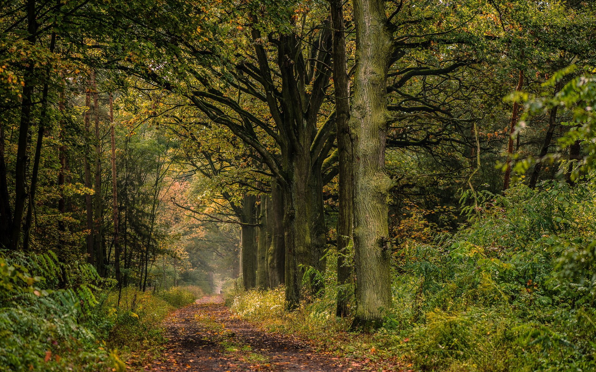 poland forest road alley oak summer