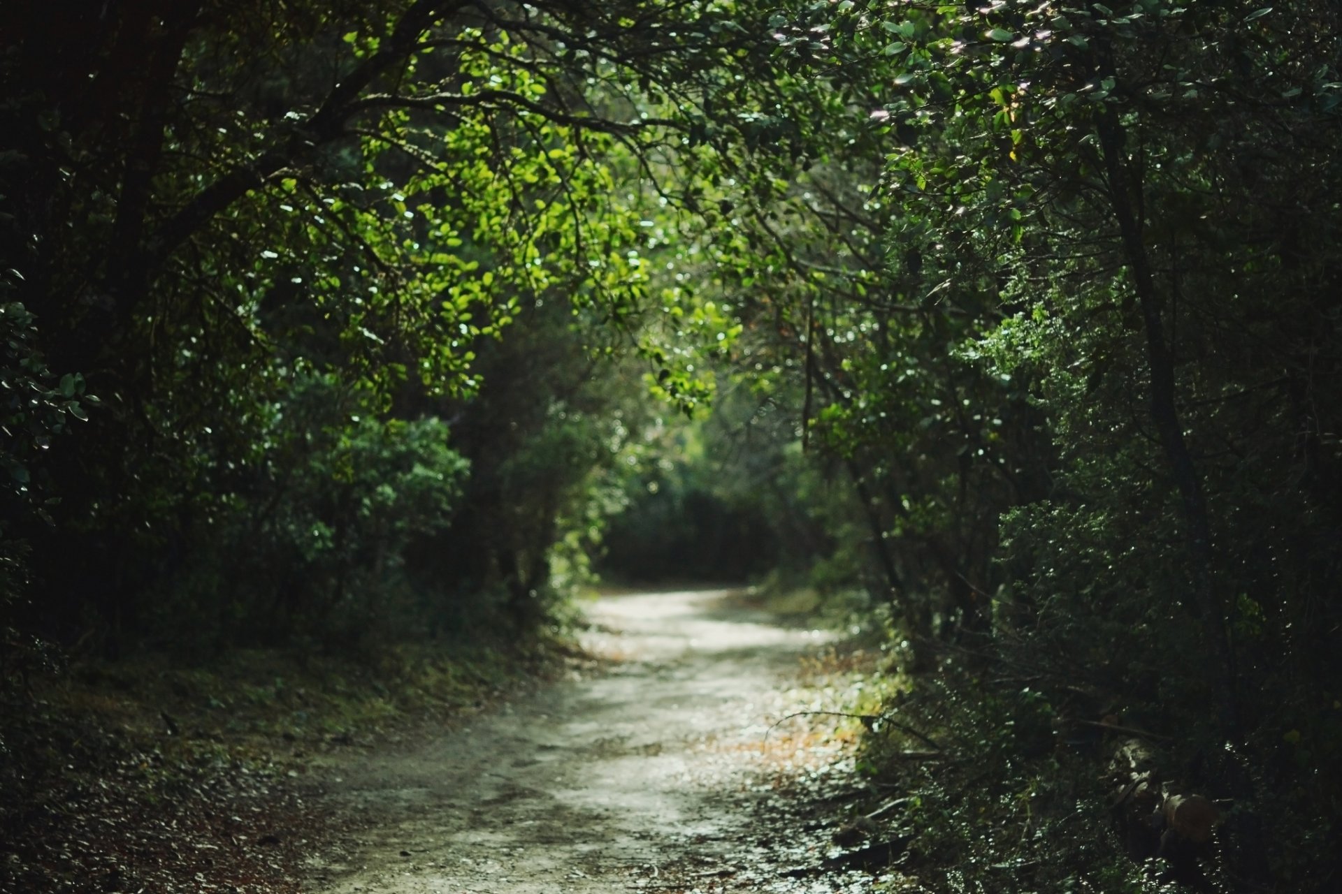 parc arbres route été