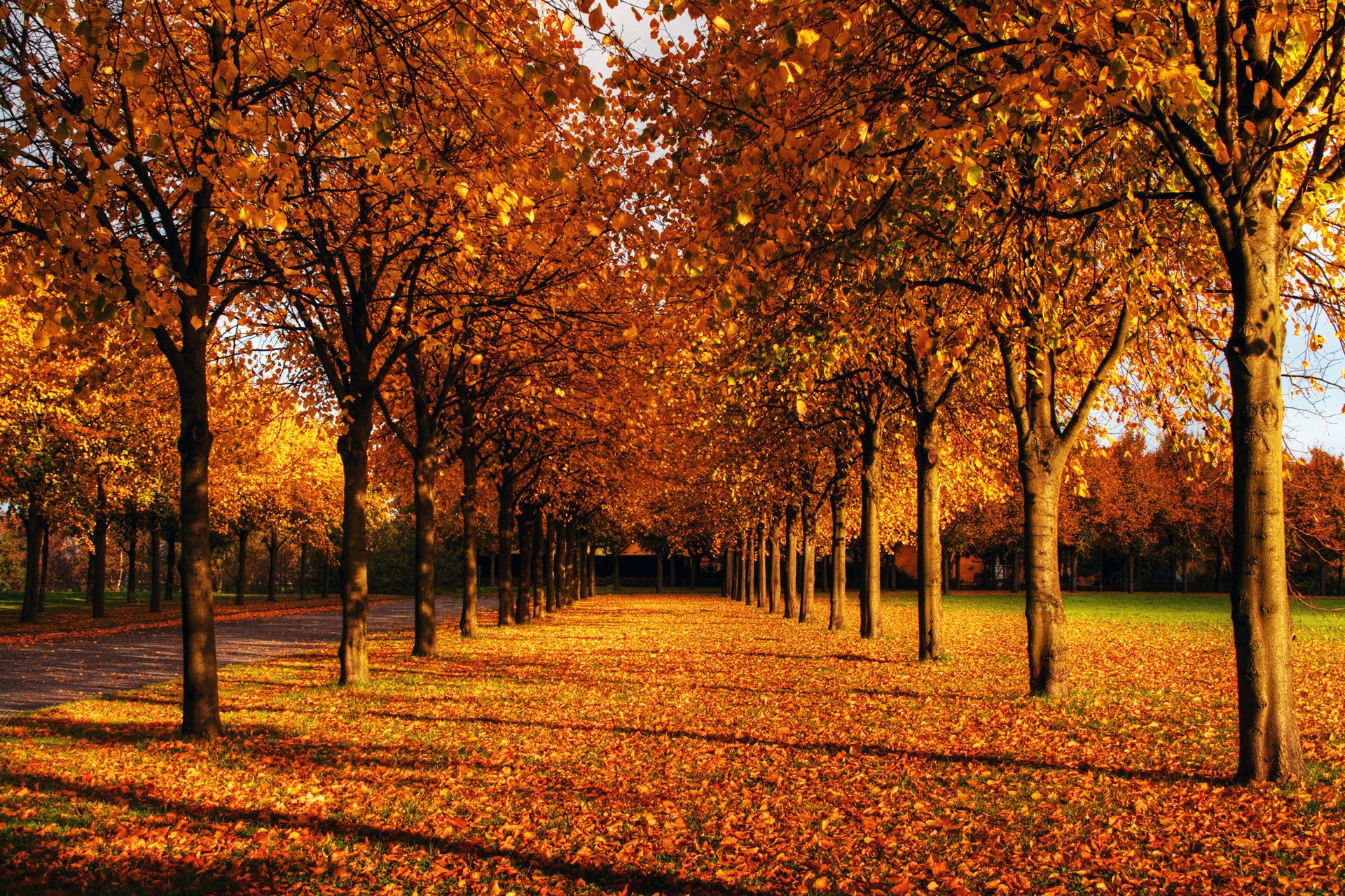 autunno rosso foglie parco vicolo alberi rami piantare prati passerella blu cielo sole giorno ombra