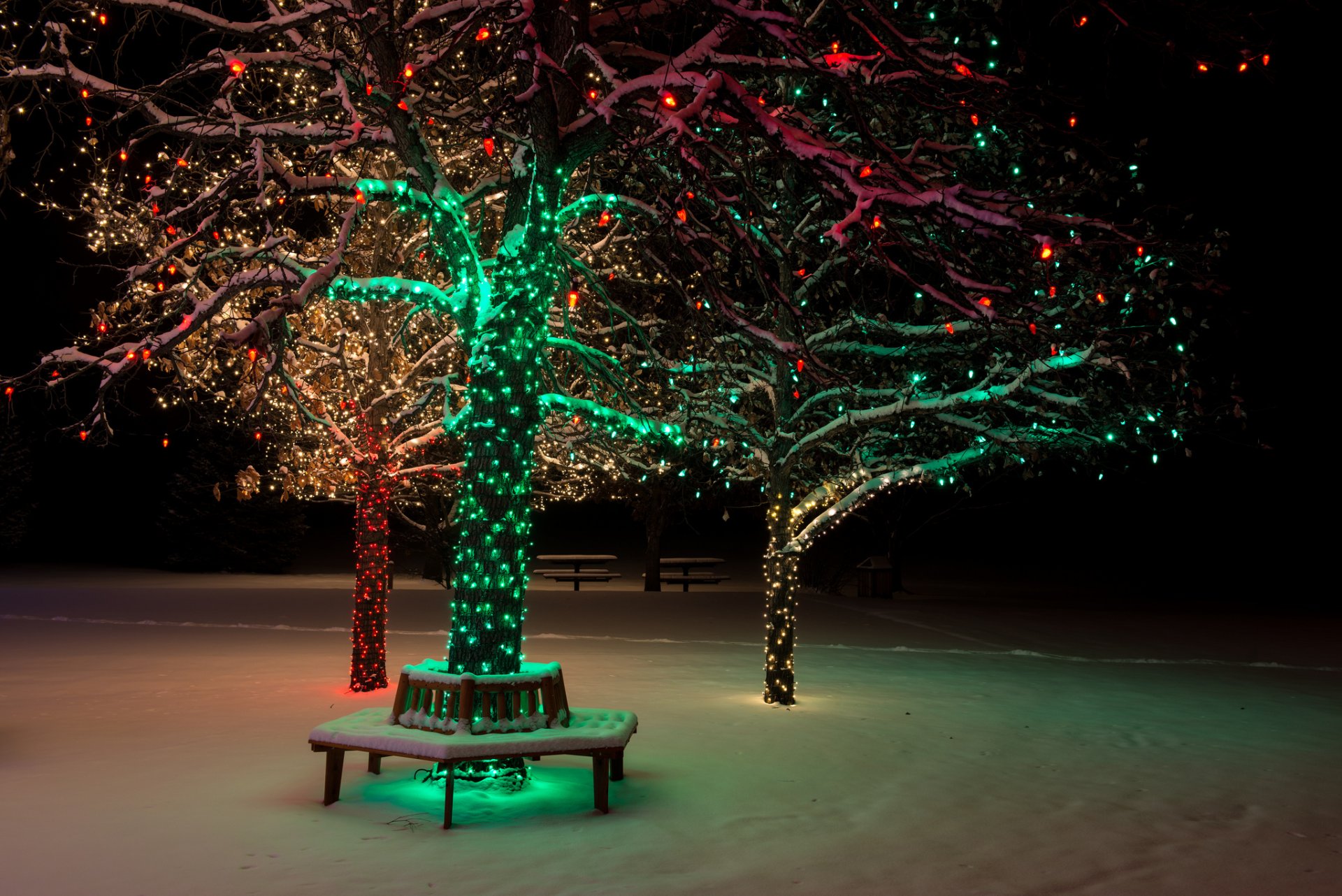 nuit arbre hiver neige nature lumières parc banc hiver lanternes stand