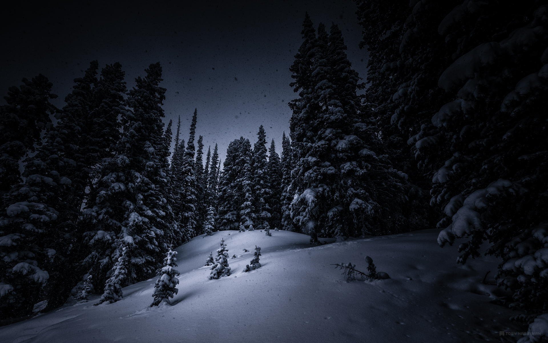 notte neve alberi foresta alberi di natale inverno