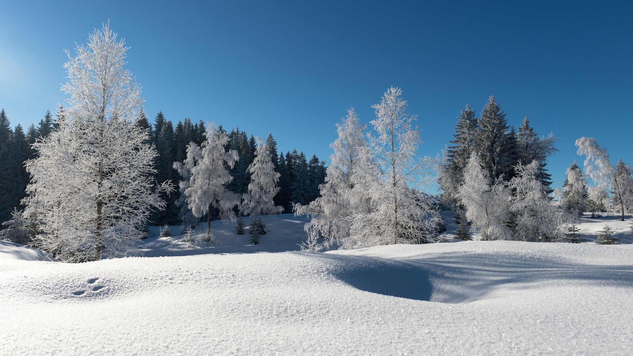 winter schnee wald bäume frost blauer himmel