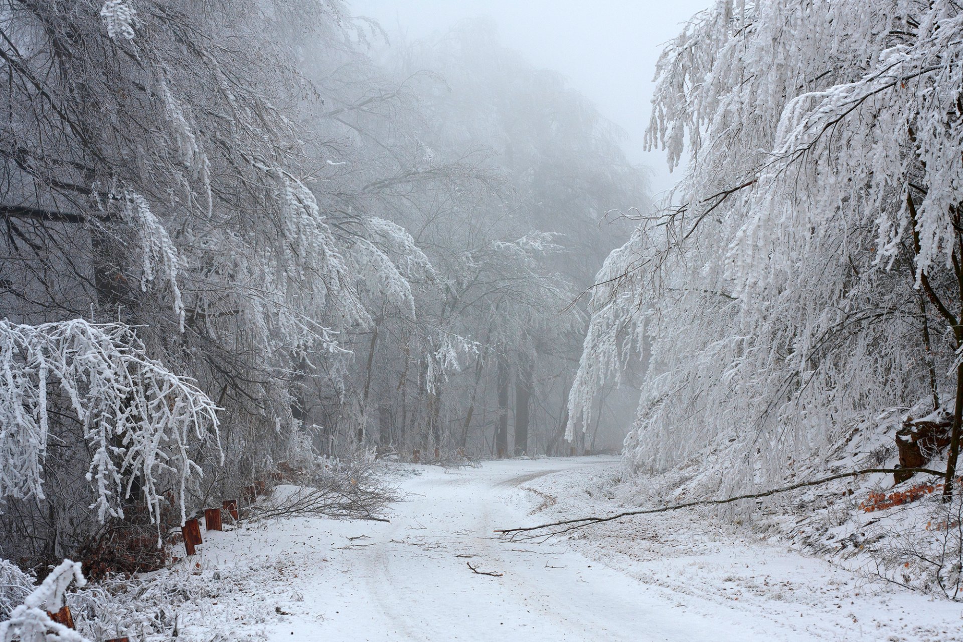 invierno nieve bosque carretera árboles ramas naturaleza