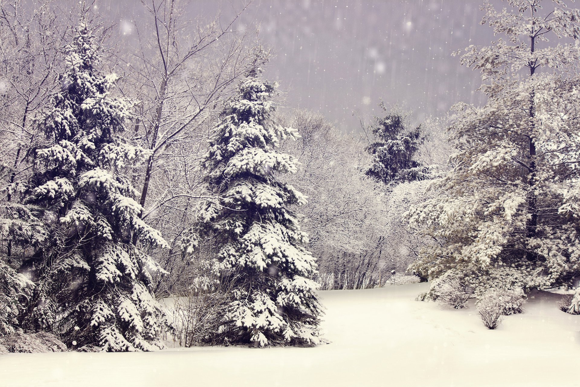 winter nature snow tree branches christmas tree