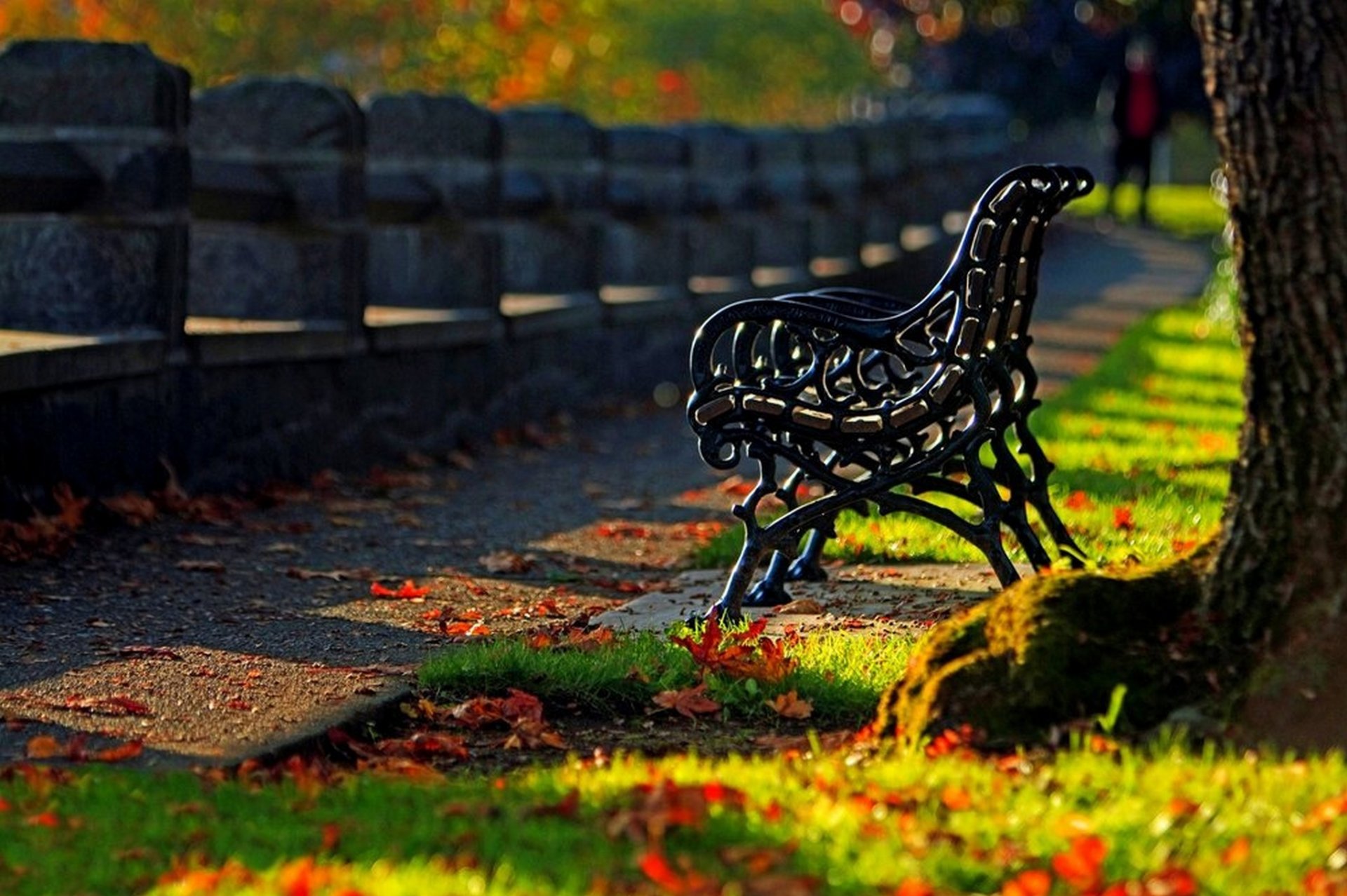 leaves trees forest park grass road colors autumn walk hdr nature bench tree