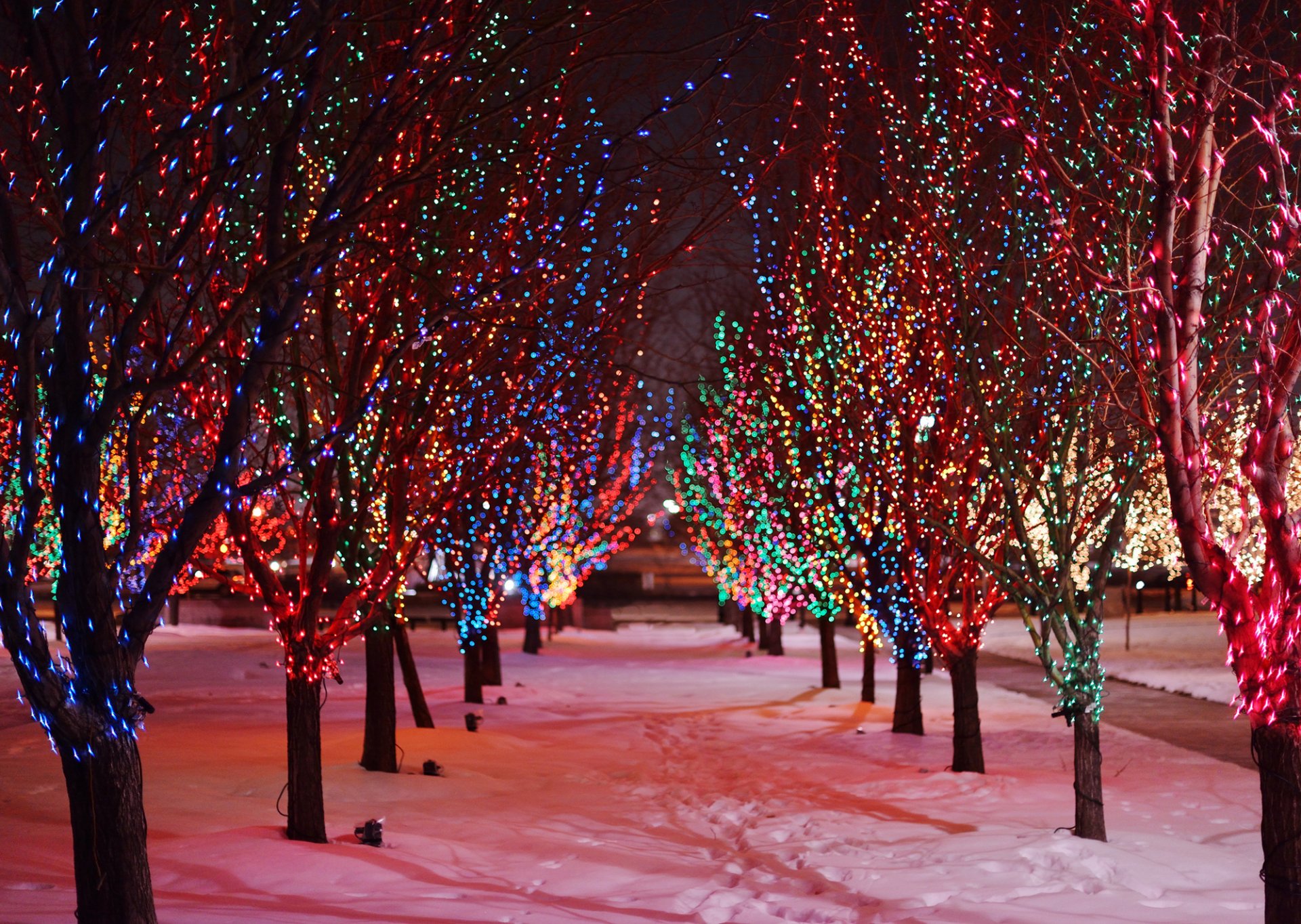 trees branches garland lights lights multicolored road alley snow footprints night nature holidays winter