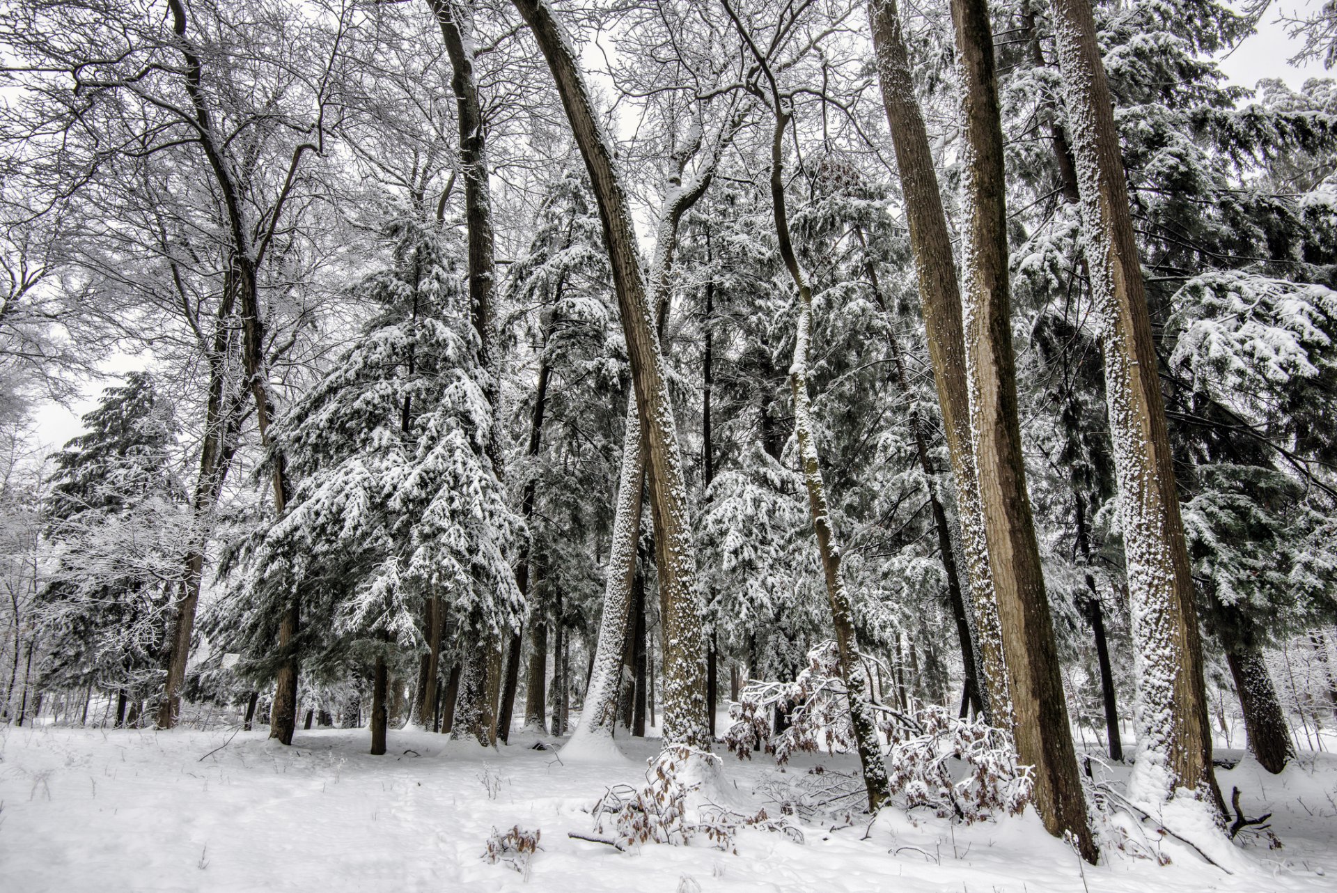 forest winter tree christmas tree snow