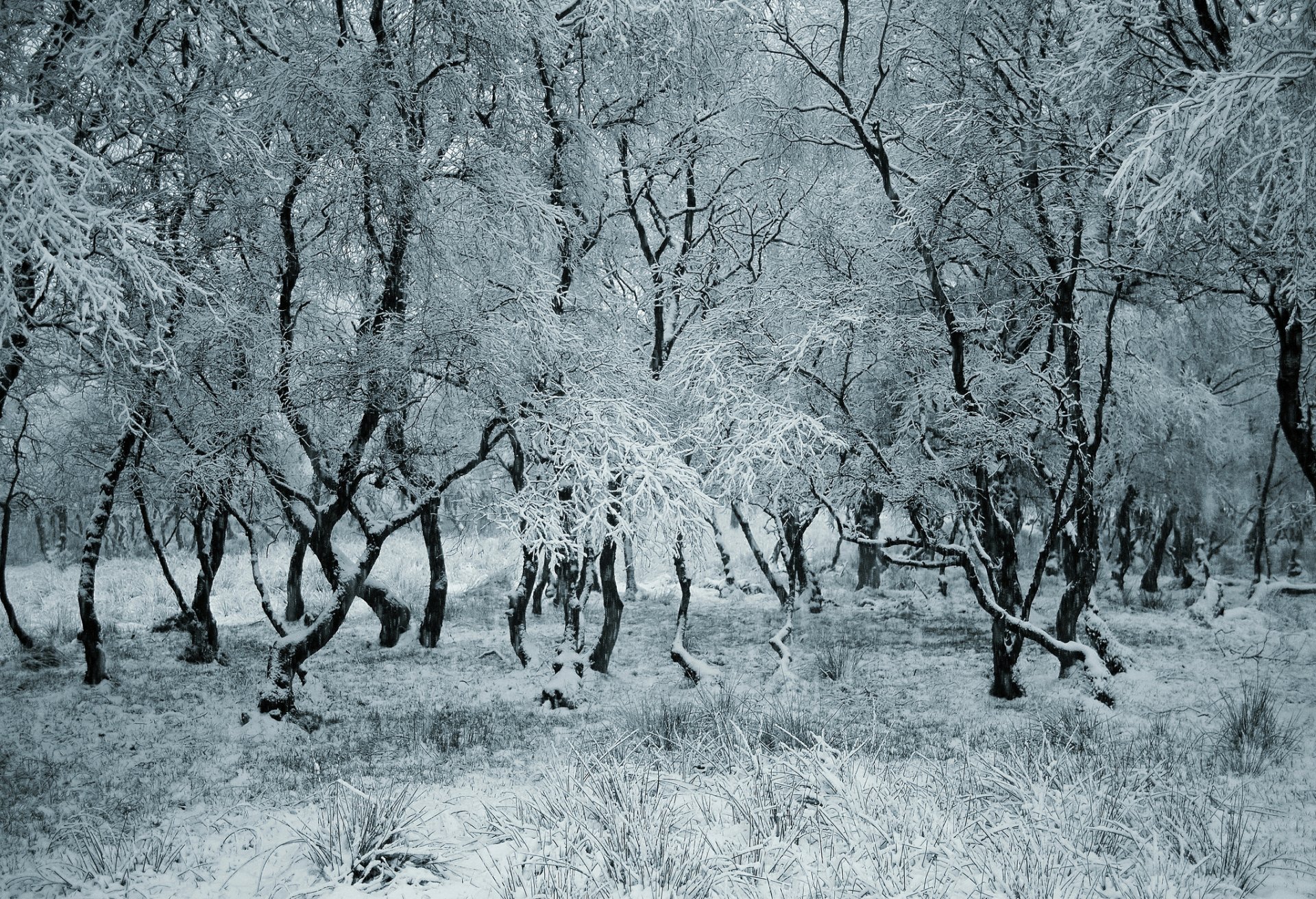 forêt hiver arbres neige