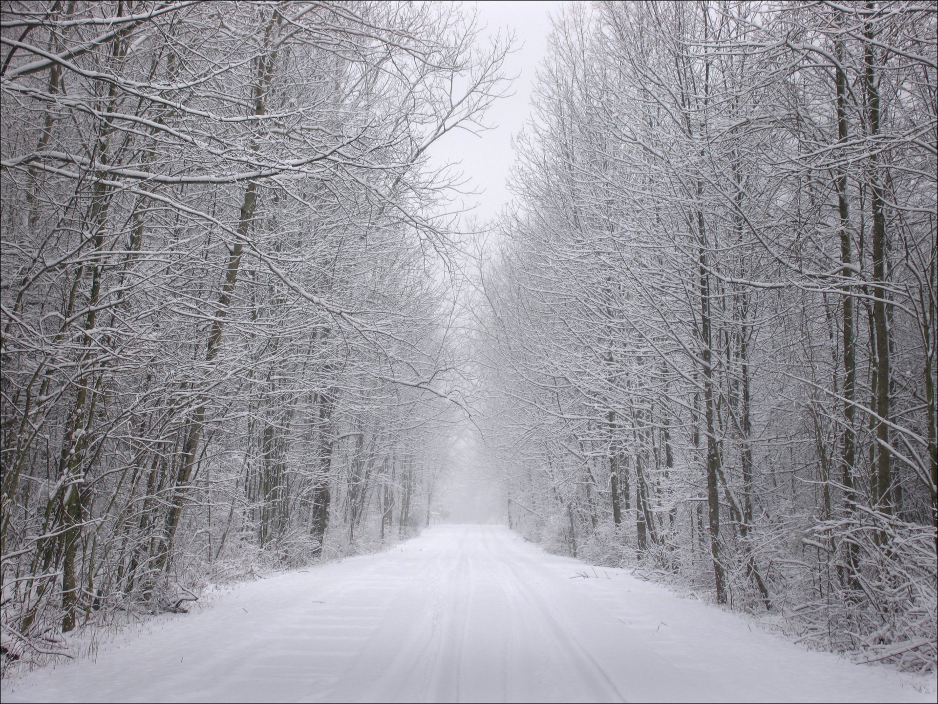 inverno neve foresta alberi gelo strada tracce