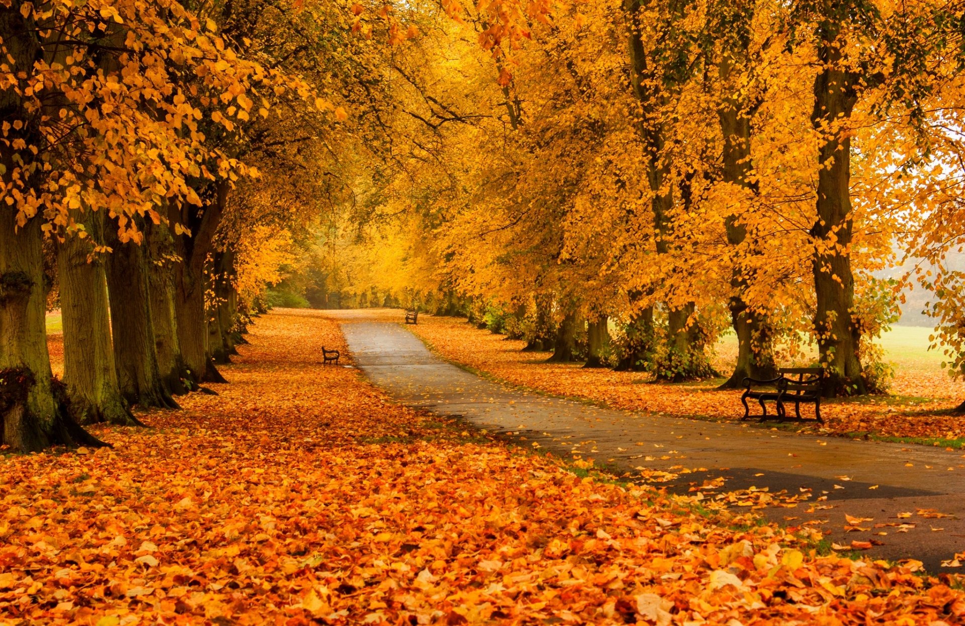 leaves trees forest park grass road colors autumn walk hdr nature bench tree