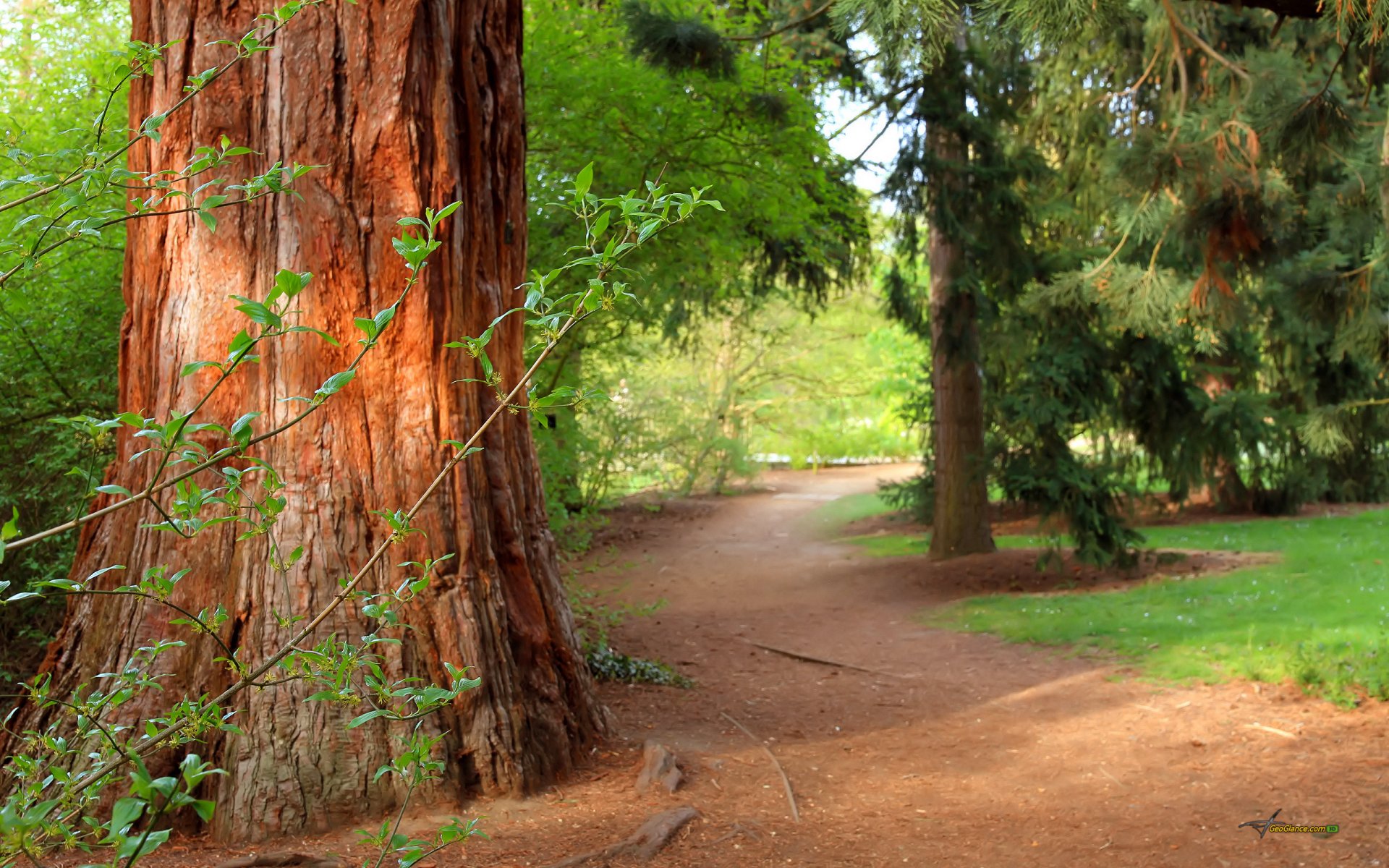 bosque árboles sendero naturaleza pino verano