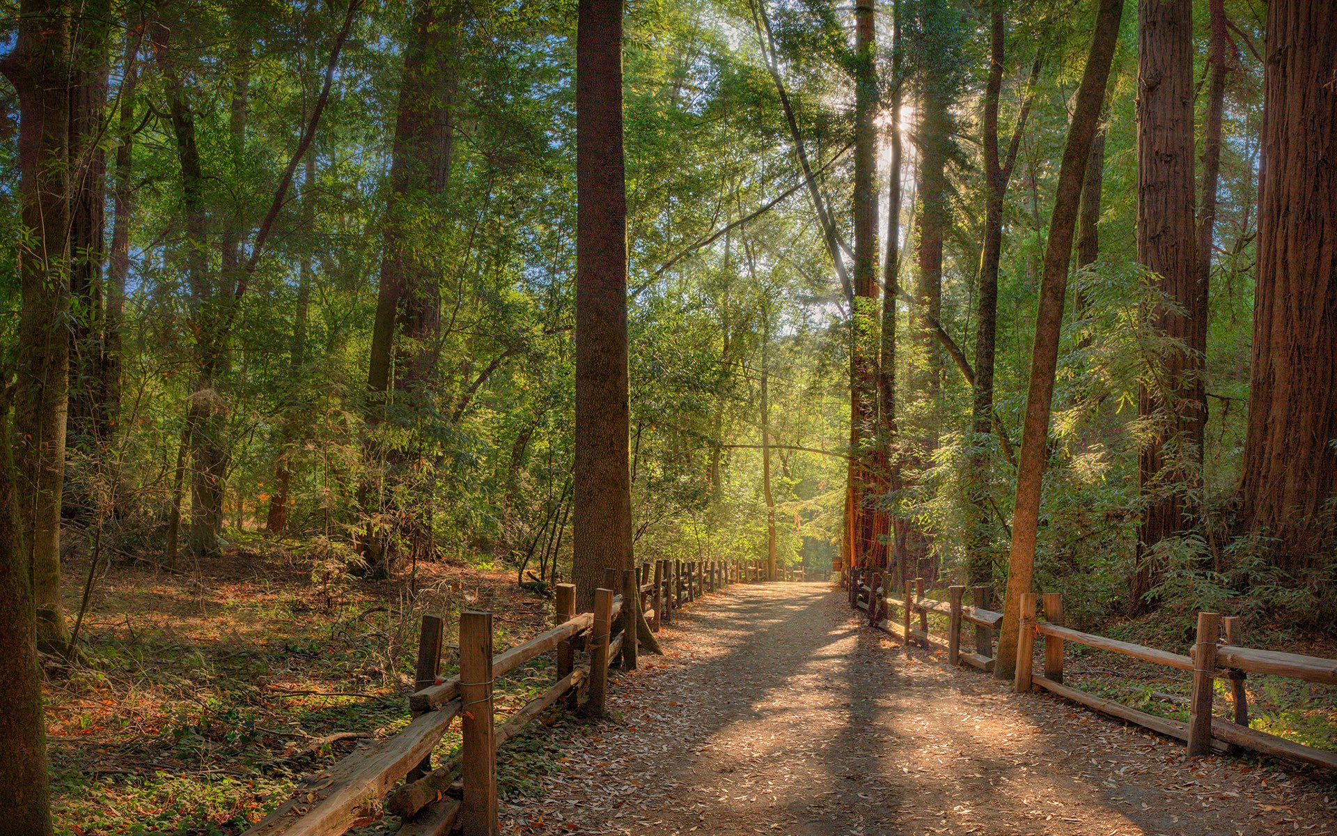 forêt route clôture soleil rayons