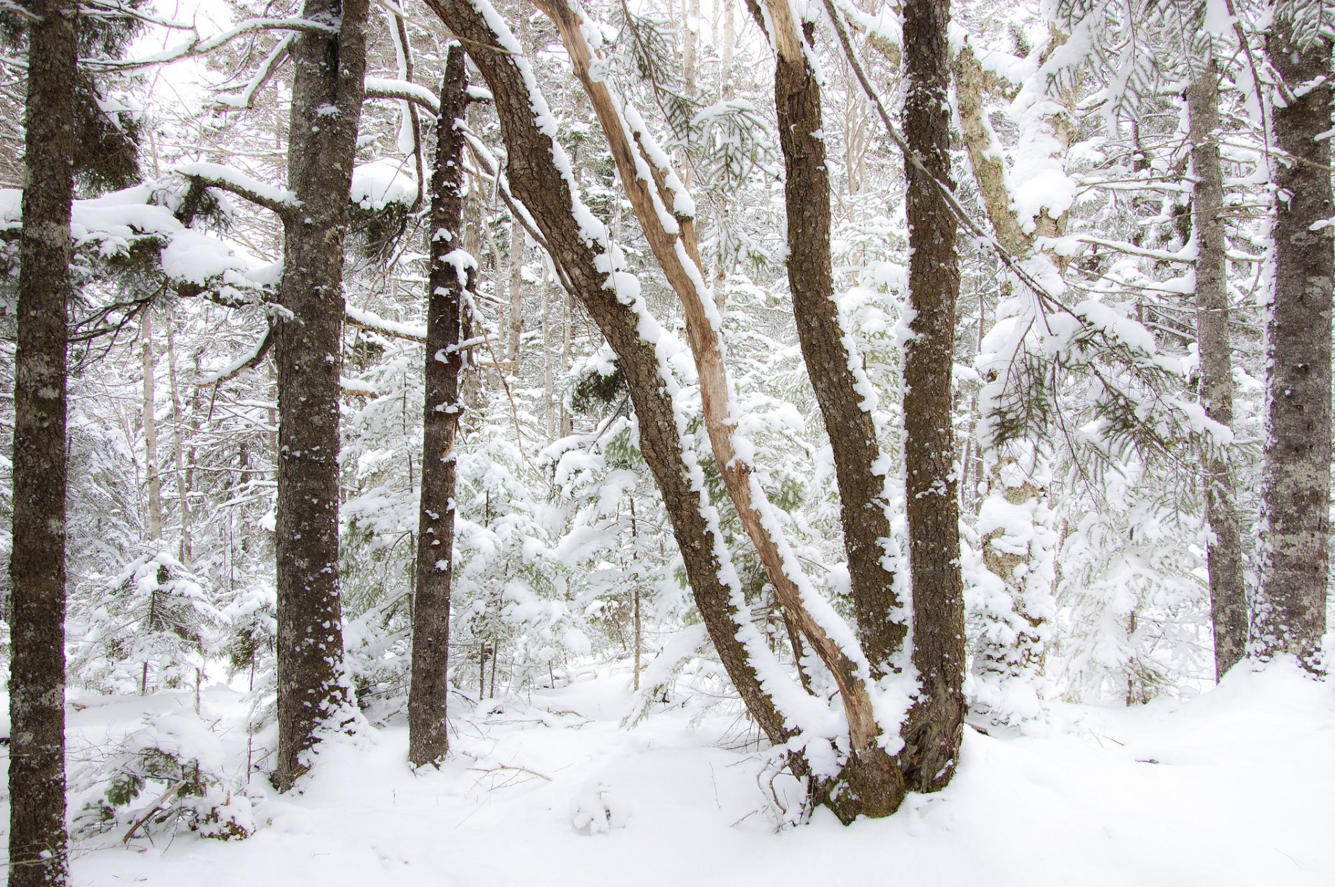 wald winter bäume schnee