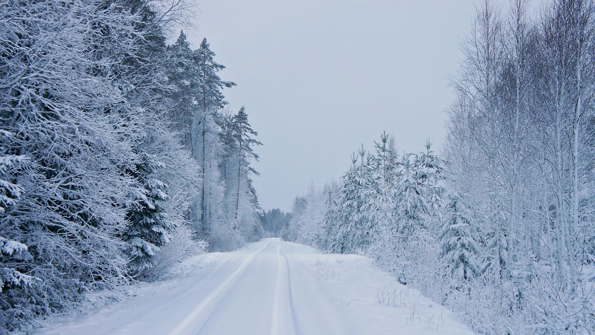 árboles invierno carretera