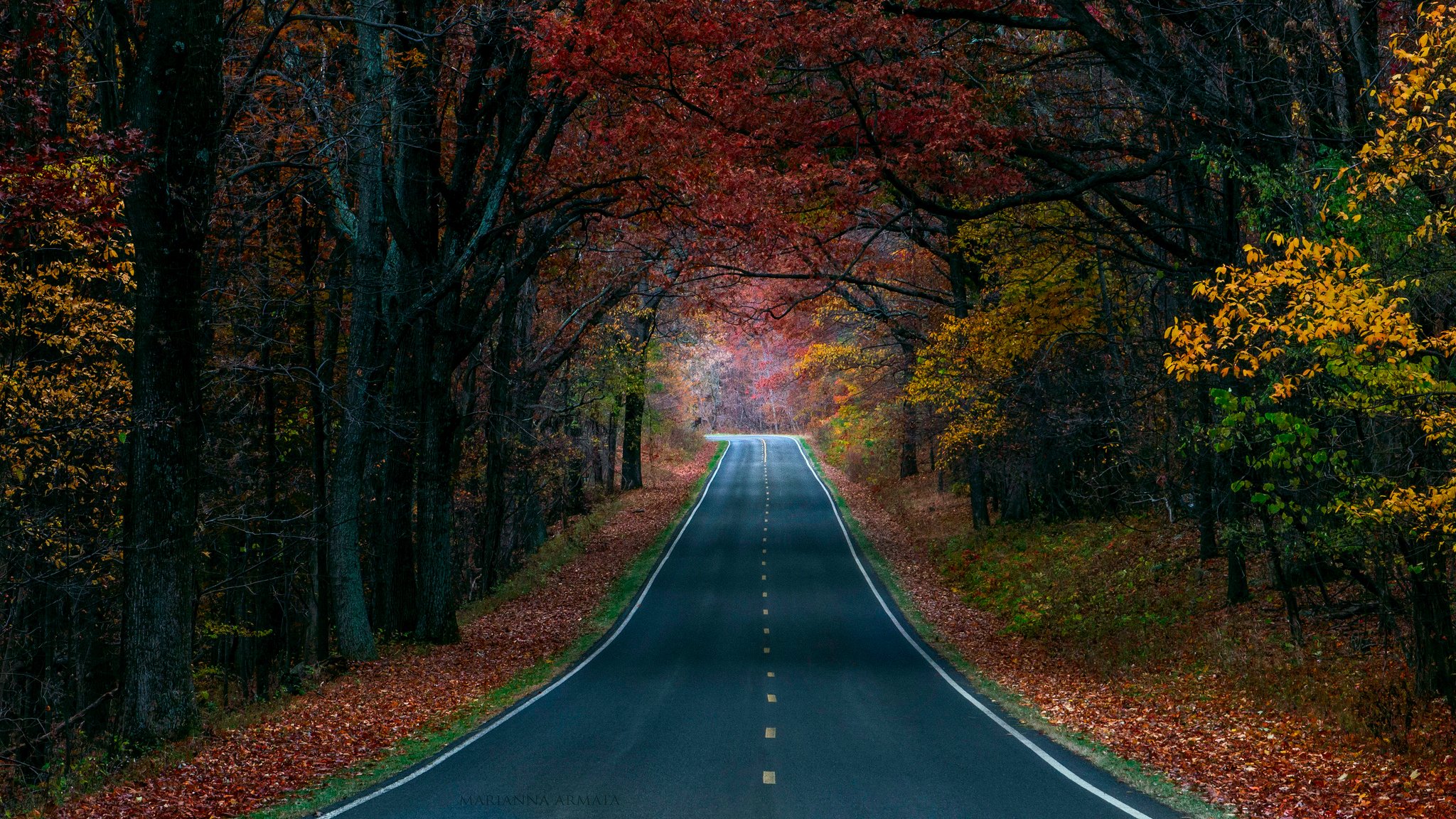 naturaleza otoño camino bosque árboles pintura