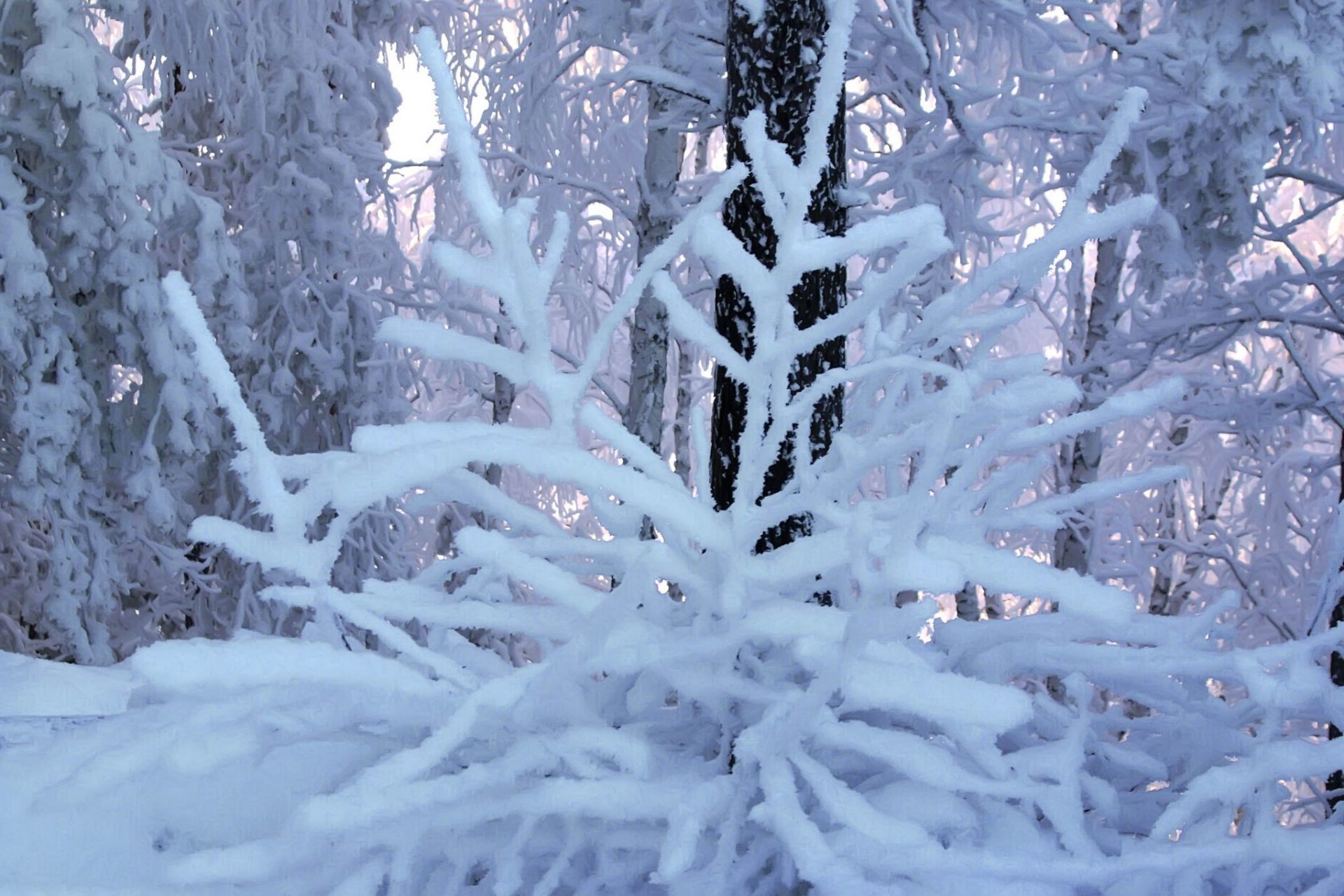 hiver givre branches ciel blanc bleu