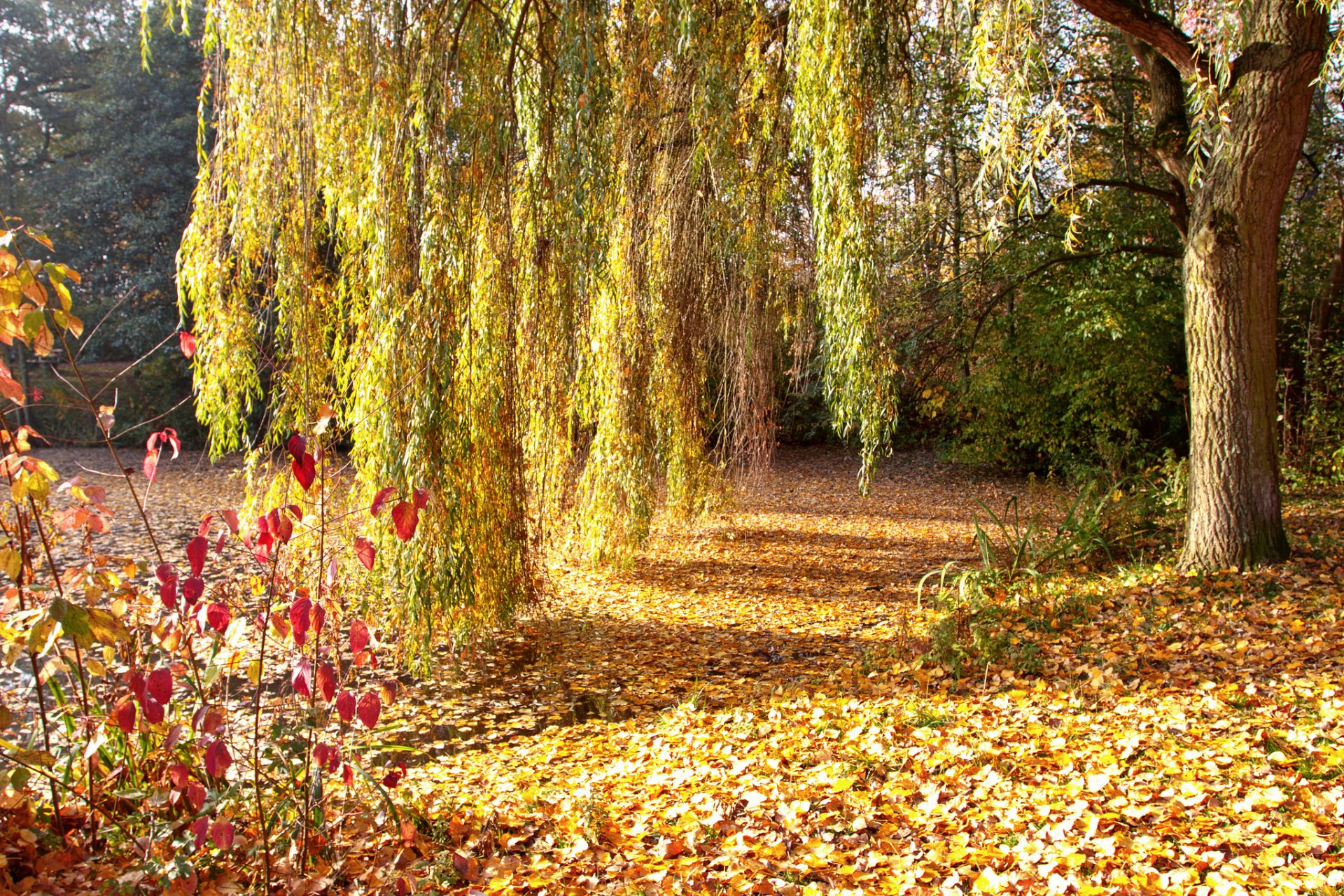 herbst park bäume baum weide laub abgefallen