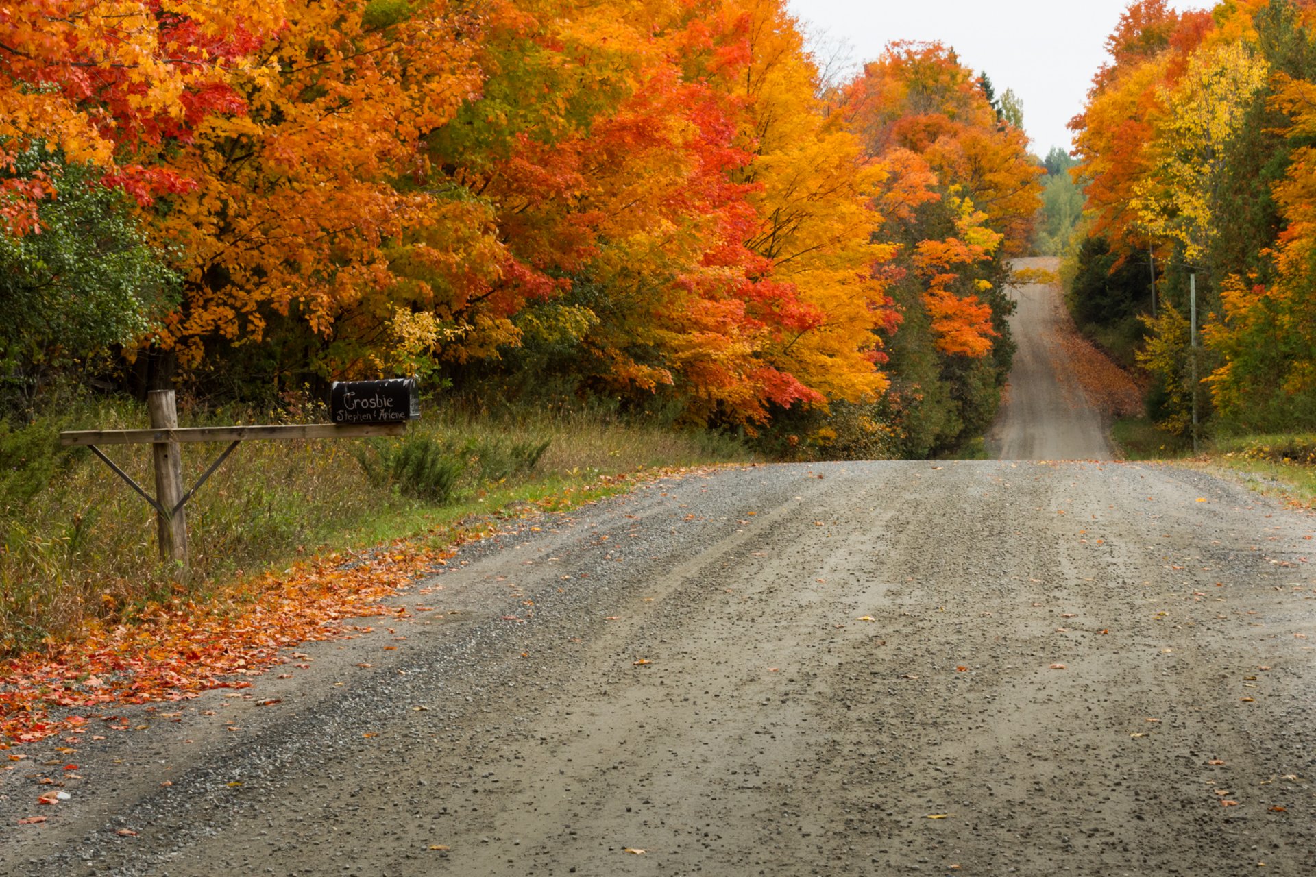 naturaleza paisaje camino árboles otoño hojas