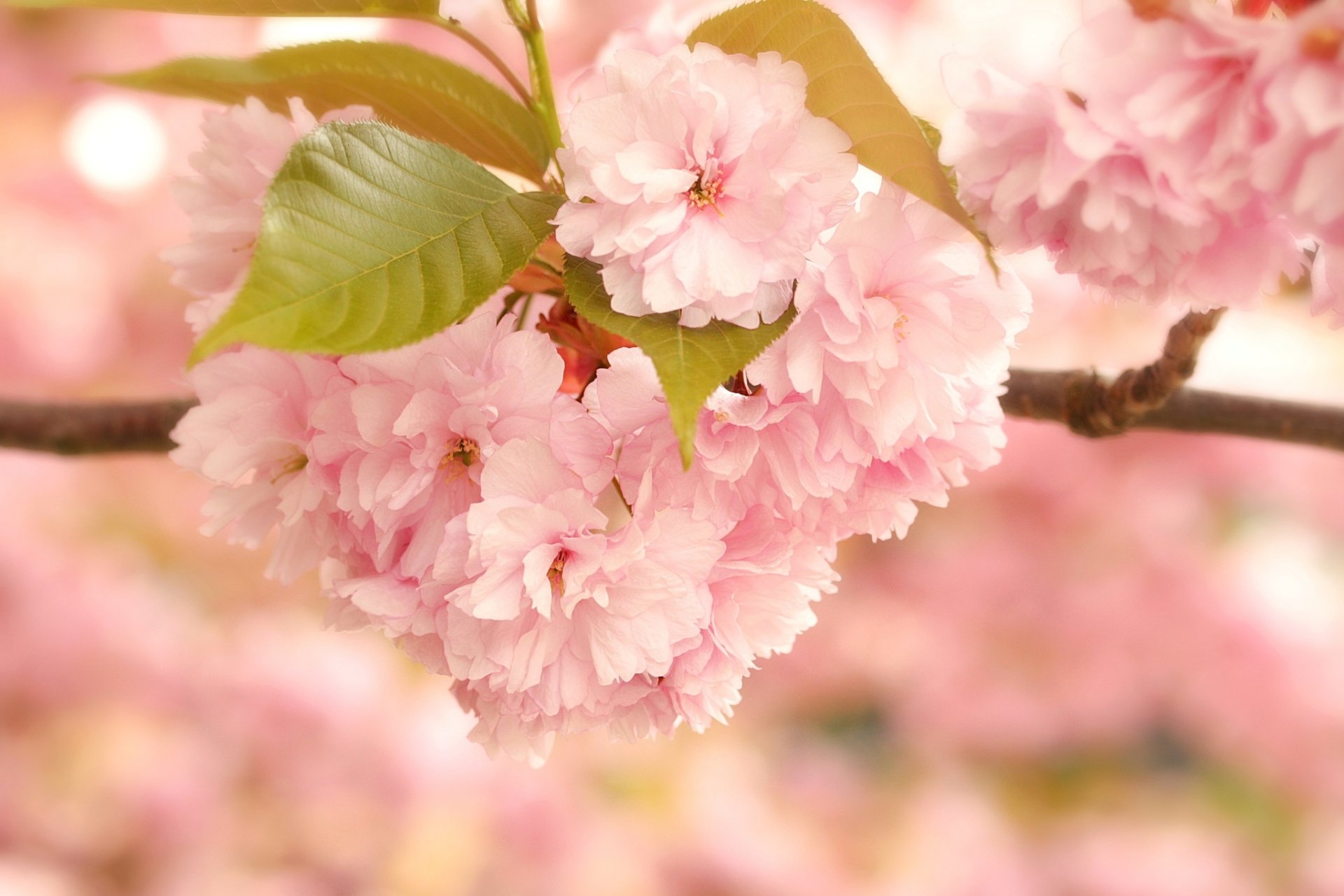 akura bloom flower pink branch leaves close up